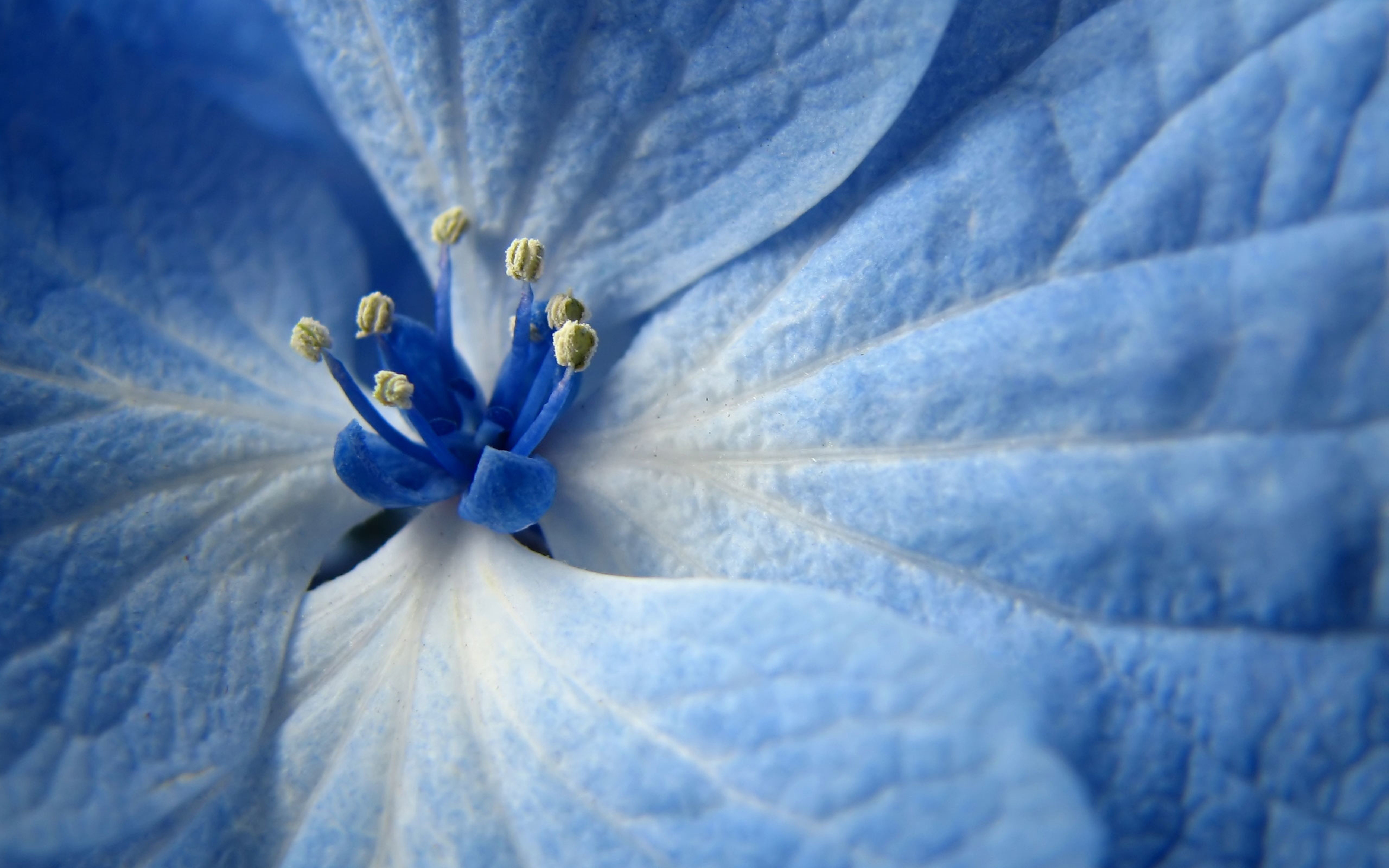 Beautiful blue flower - Macro HD wallpaper