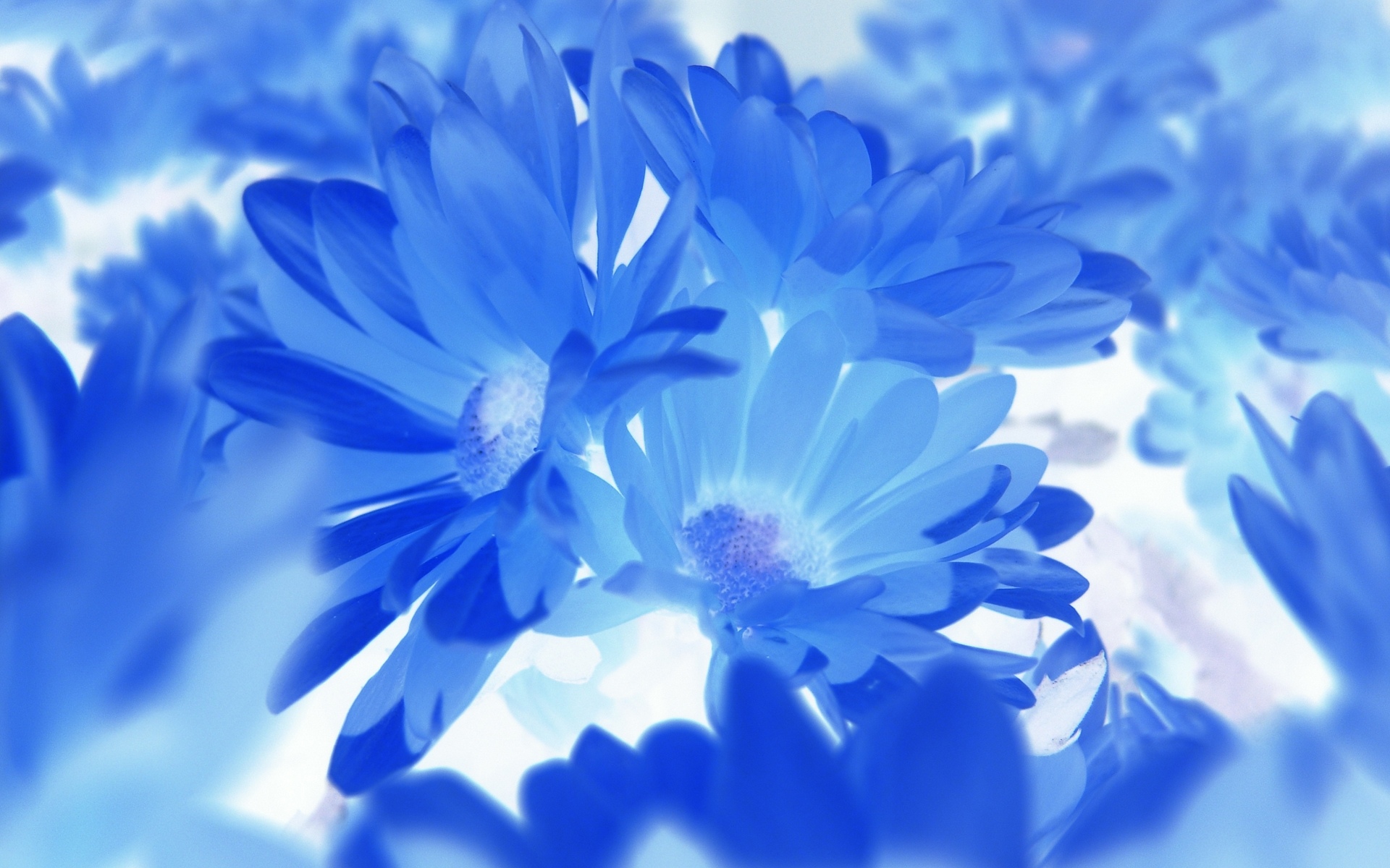 Flower, macro, blue, slides, photography (#88272)