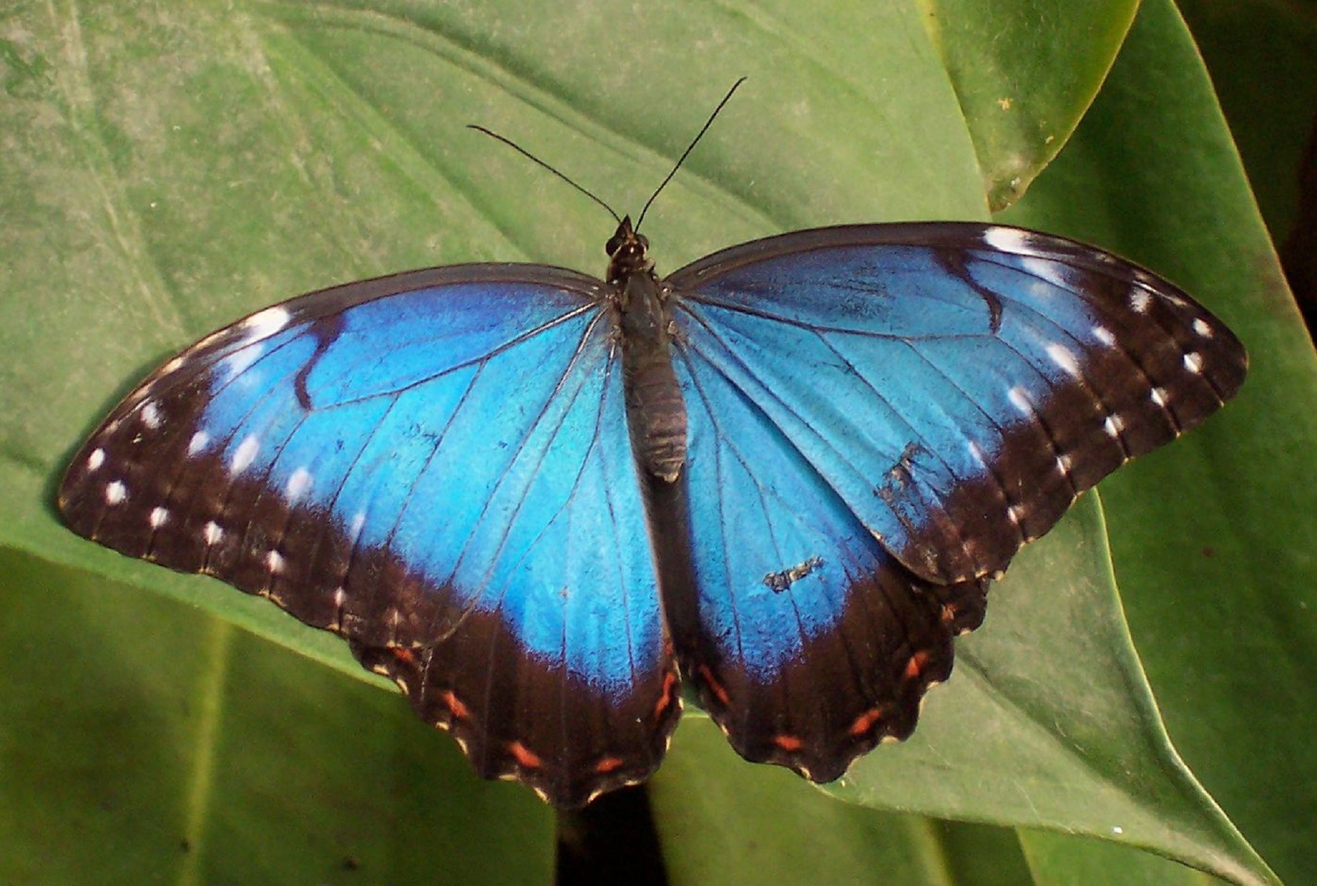 Blue morpho butterfly photo
