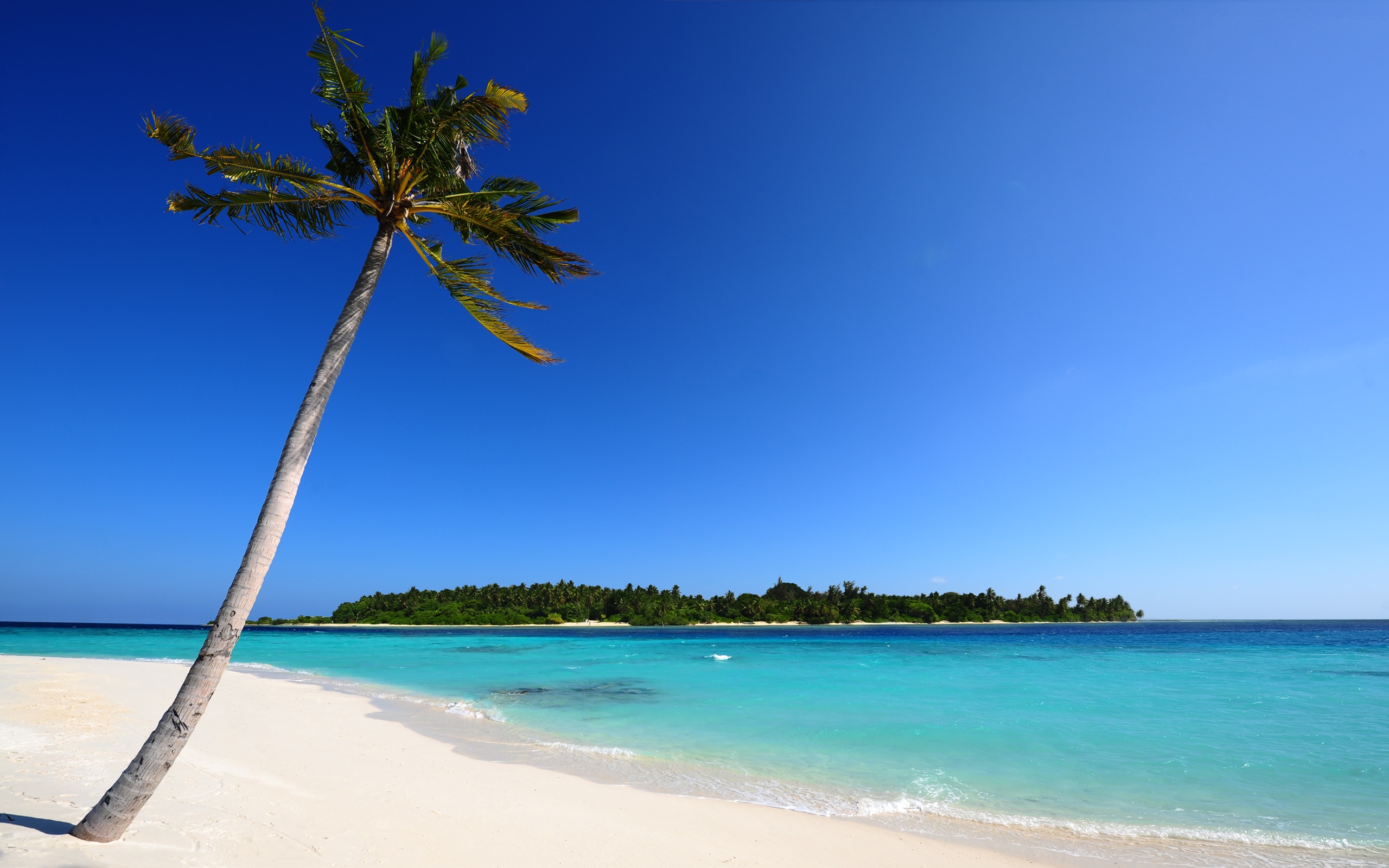 palm-tree-beach-island-blue-ocean-sand_095462 | Cyprus Home and Living