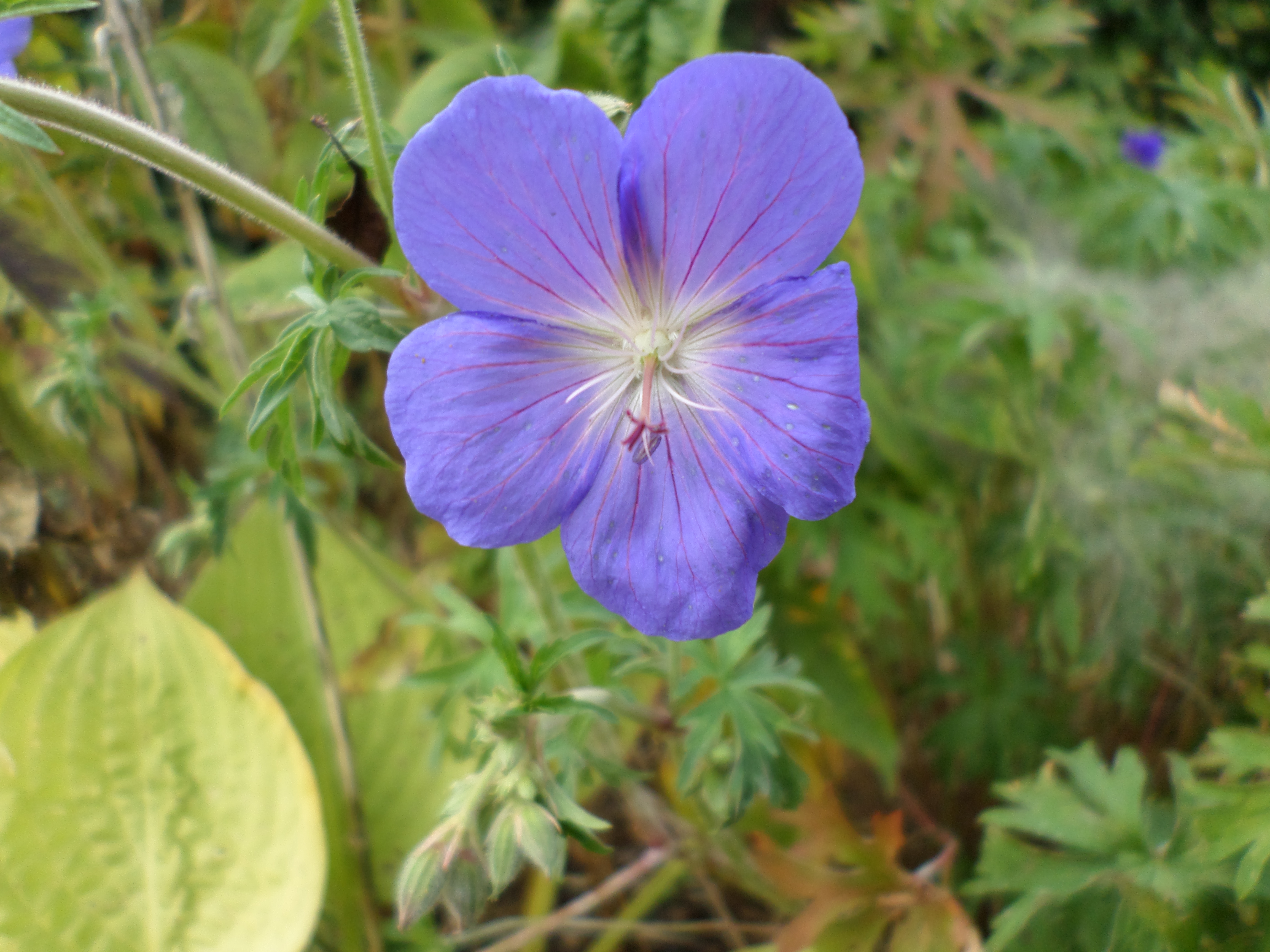 Blue or purple geranium photo