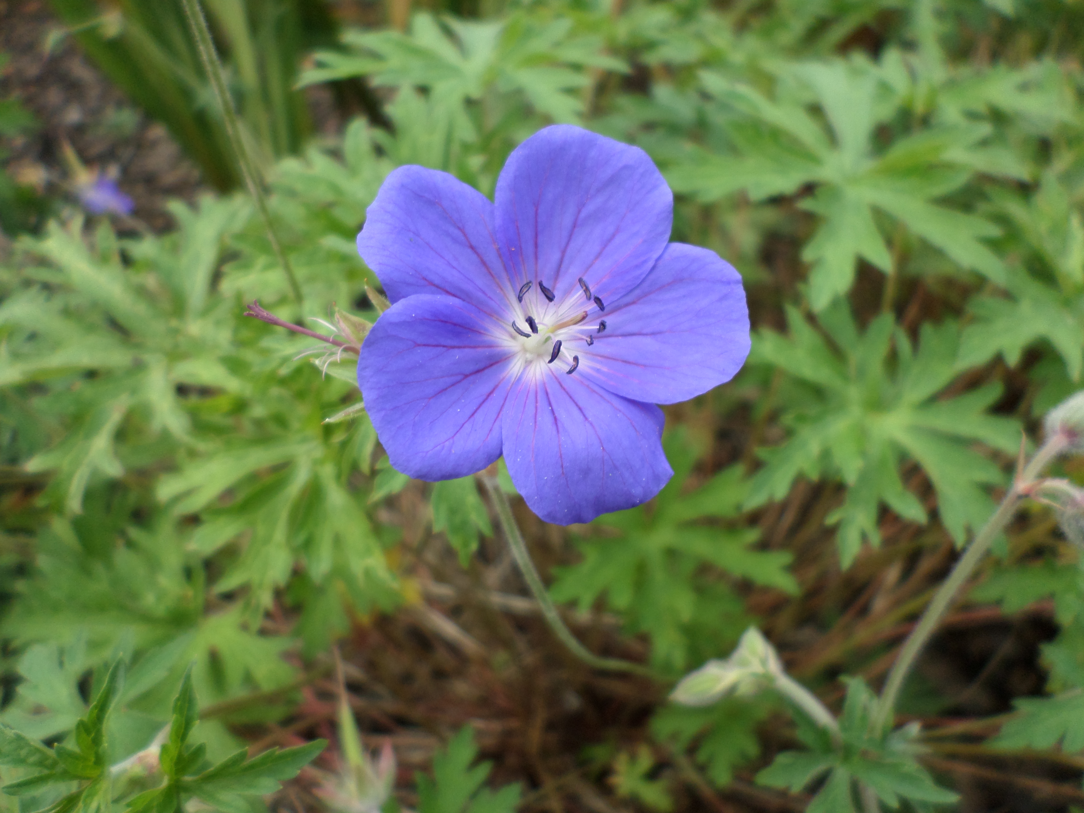 Blue or purple geranium photo