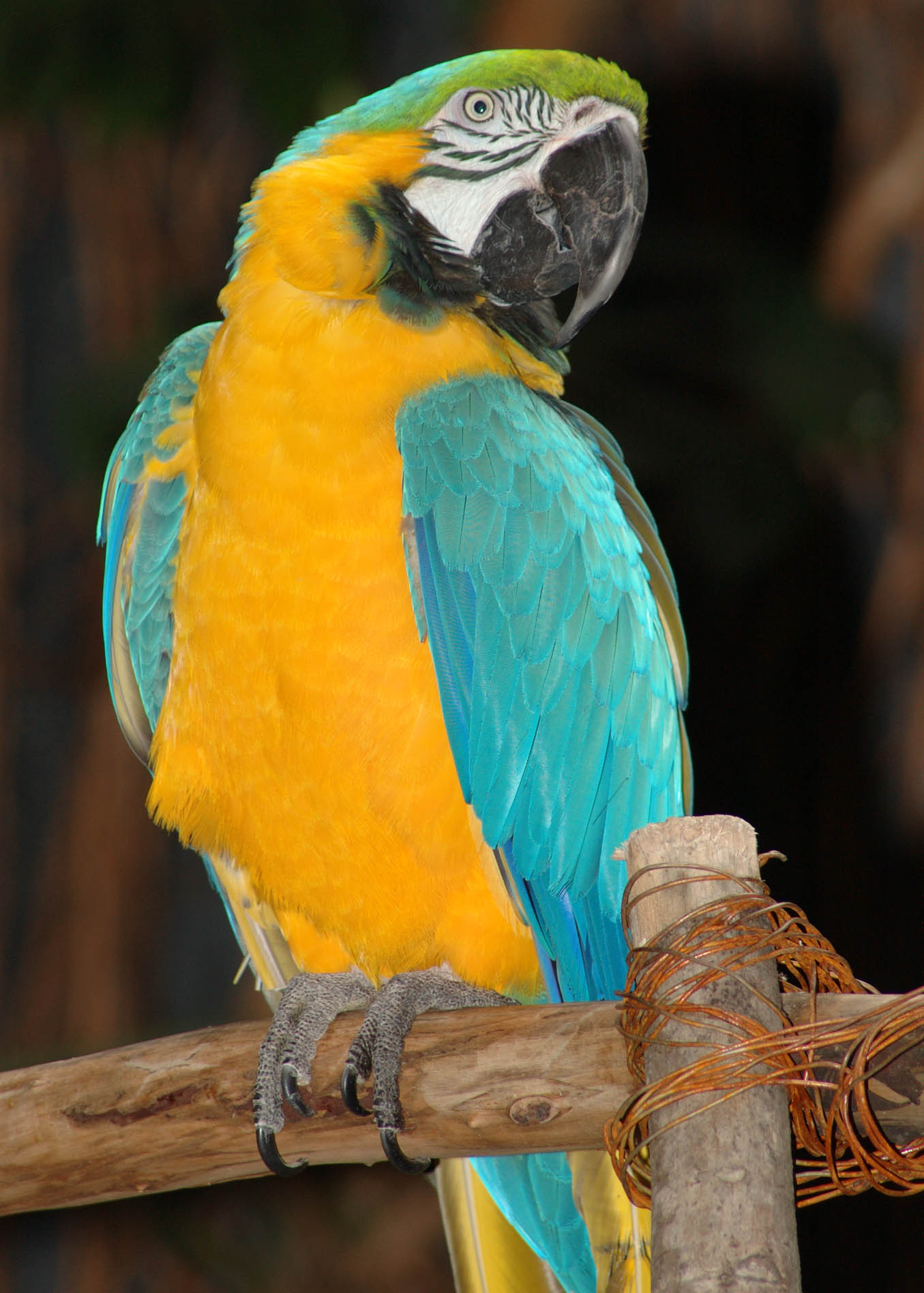 Yellow Blue Parrot
