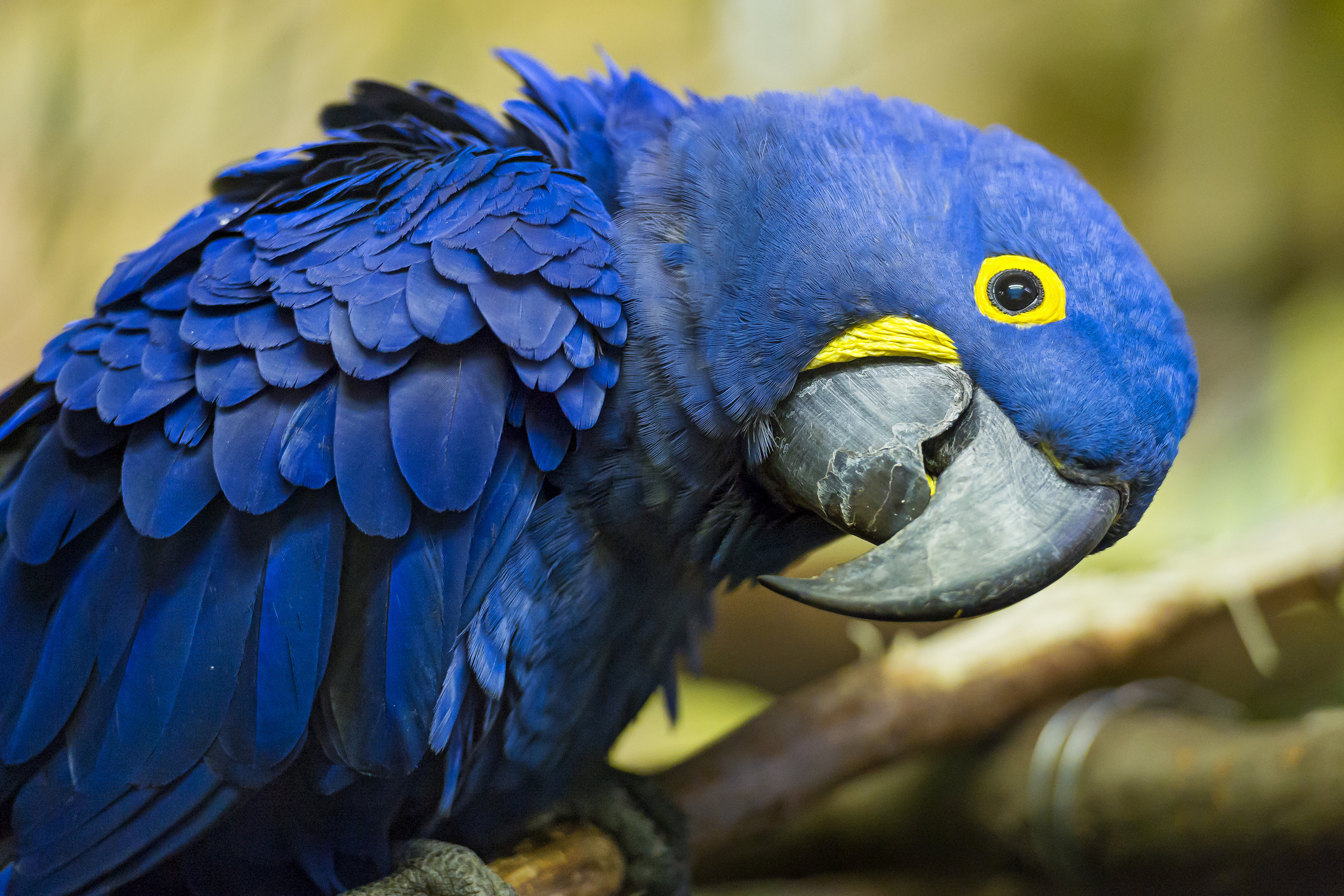 Orignal Version : Download Blue Parrot View Blue Parrot | Chainimage