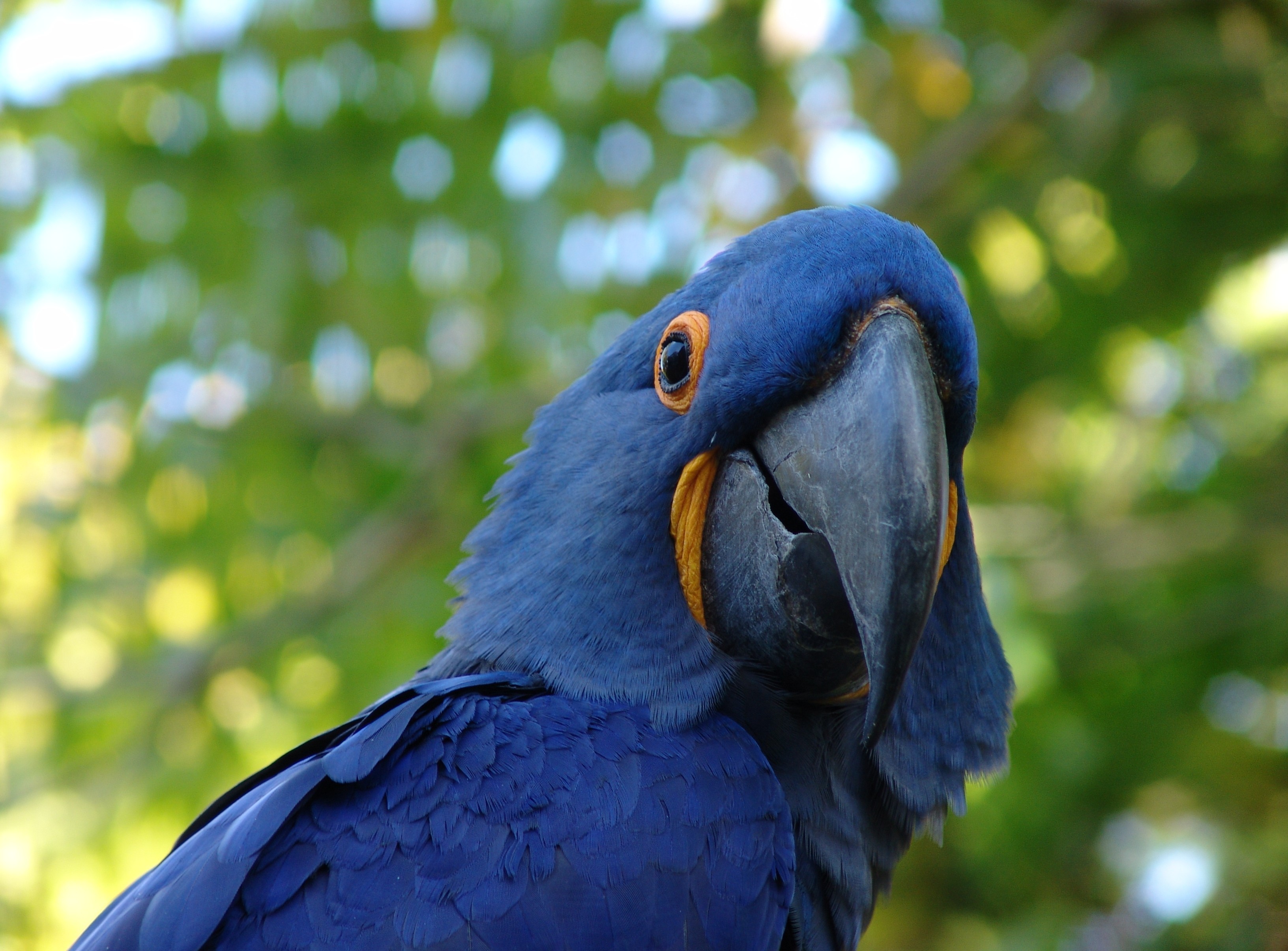 Blue Parrot, HD Birds, 4k Wallpapers, Images, Backgrounds, Photos ...