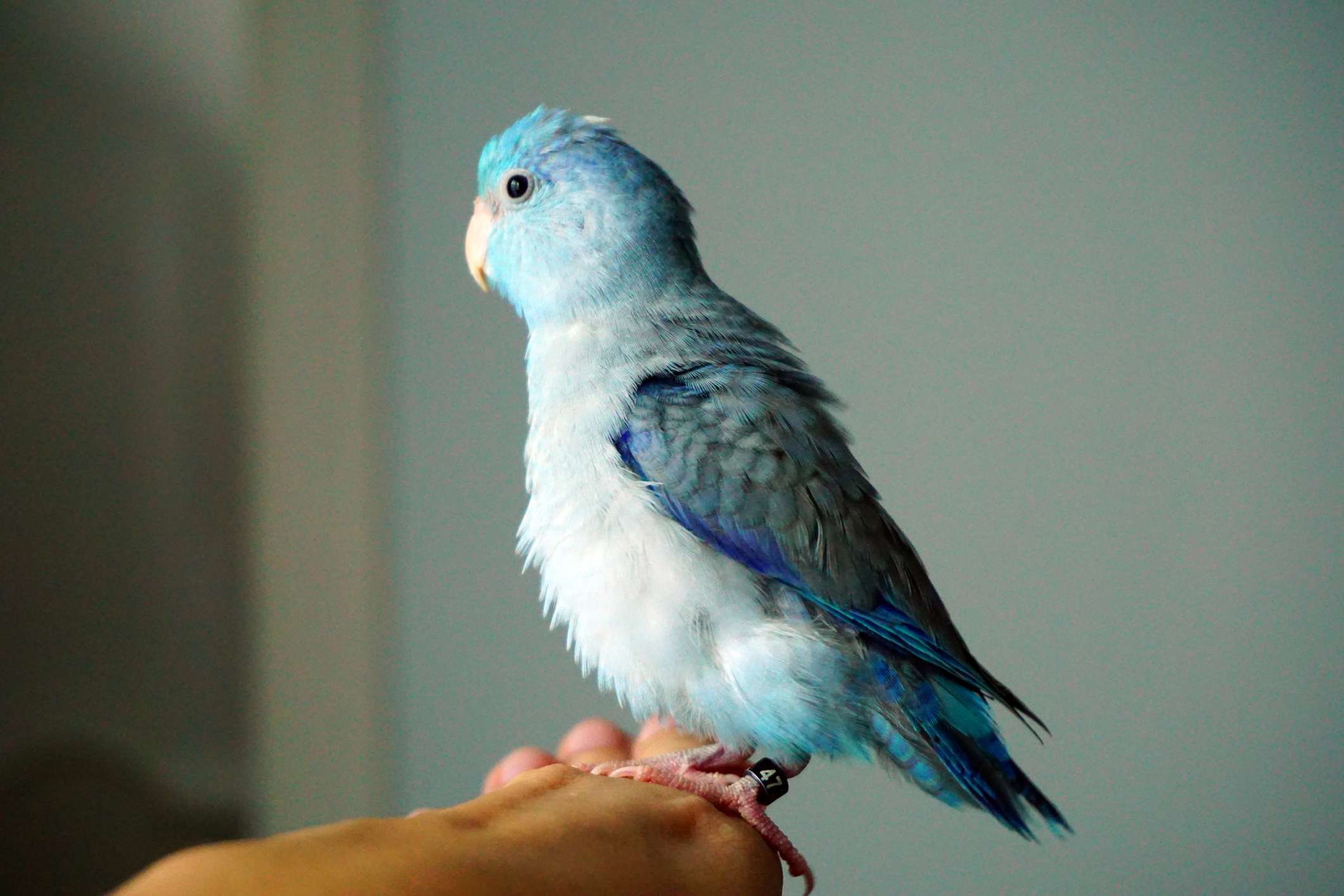 Bird Identification: Common Blue Parrot Species