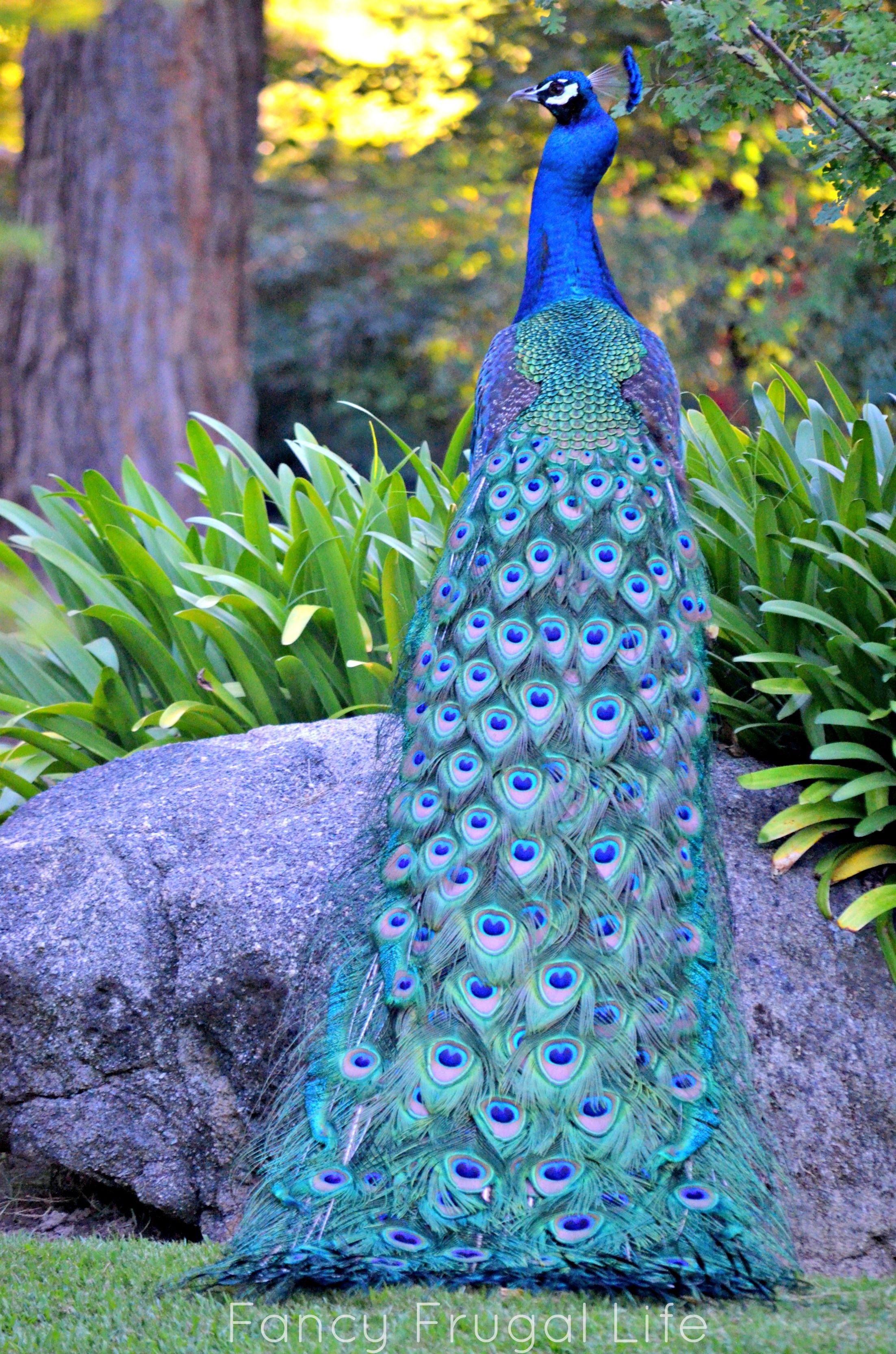 India-Blue Peacock [Pavo cristatus] - Just turning the neck around ...