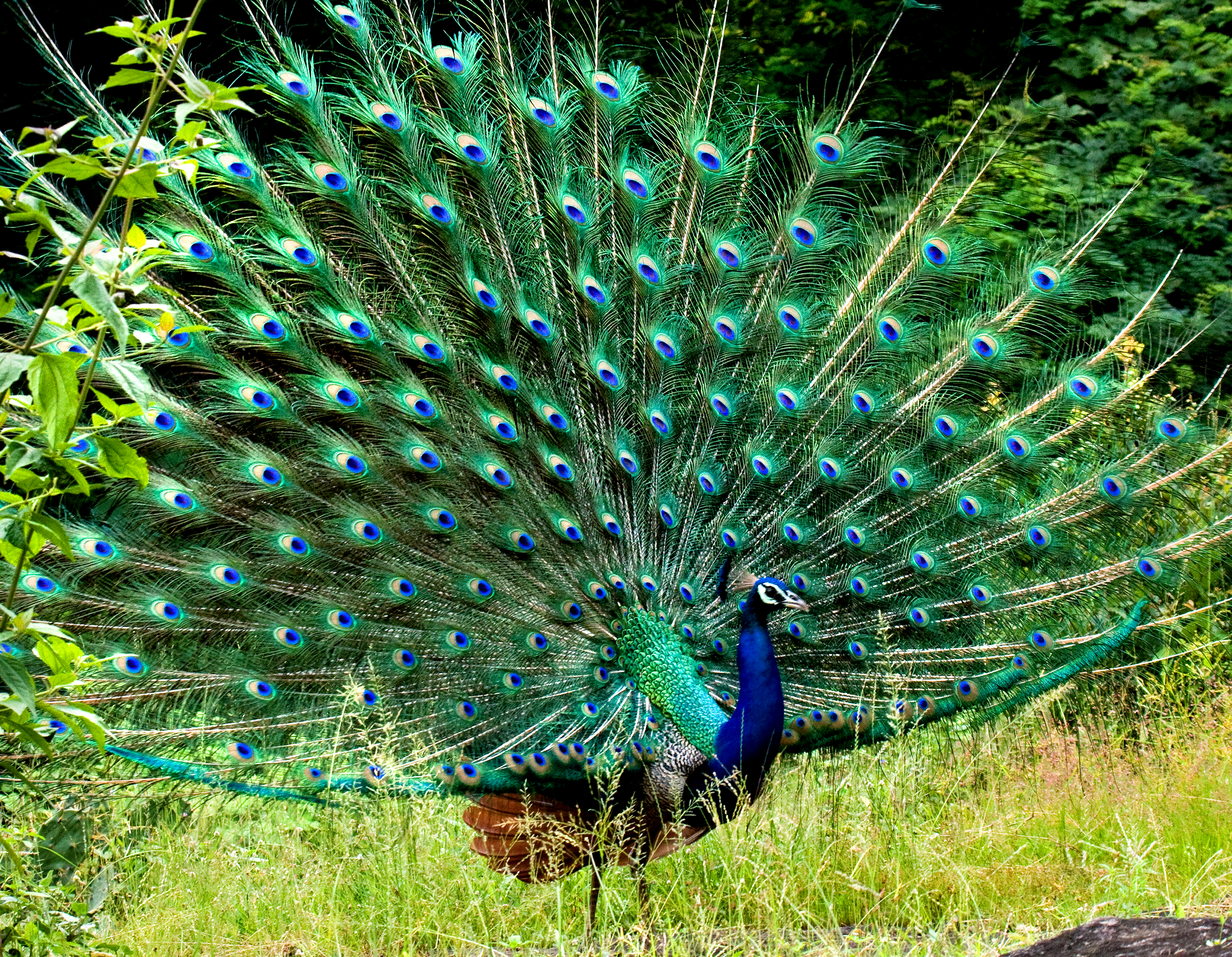 File:Peacock in display by N A Nazeer.jpg - Wikimedia Commons