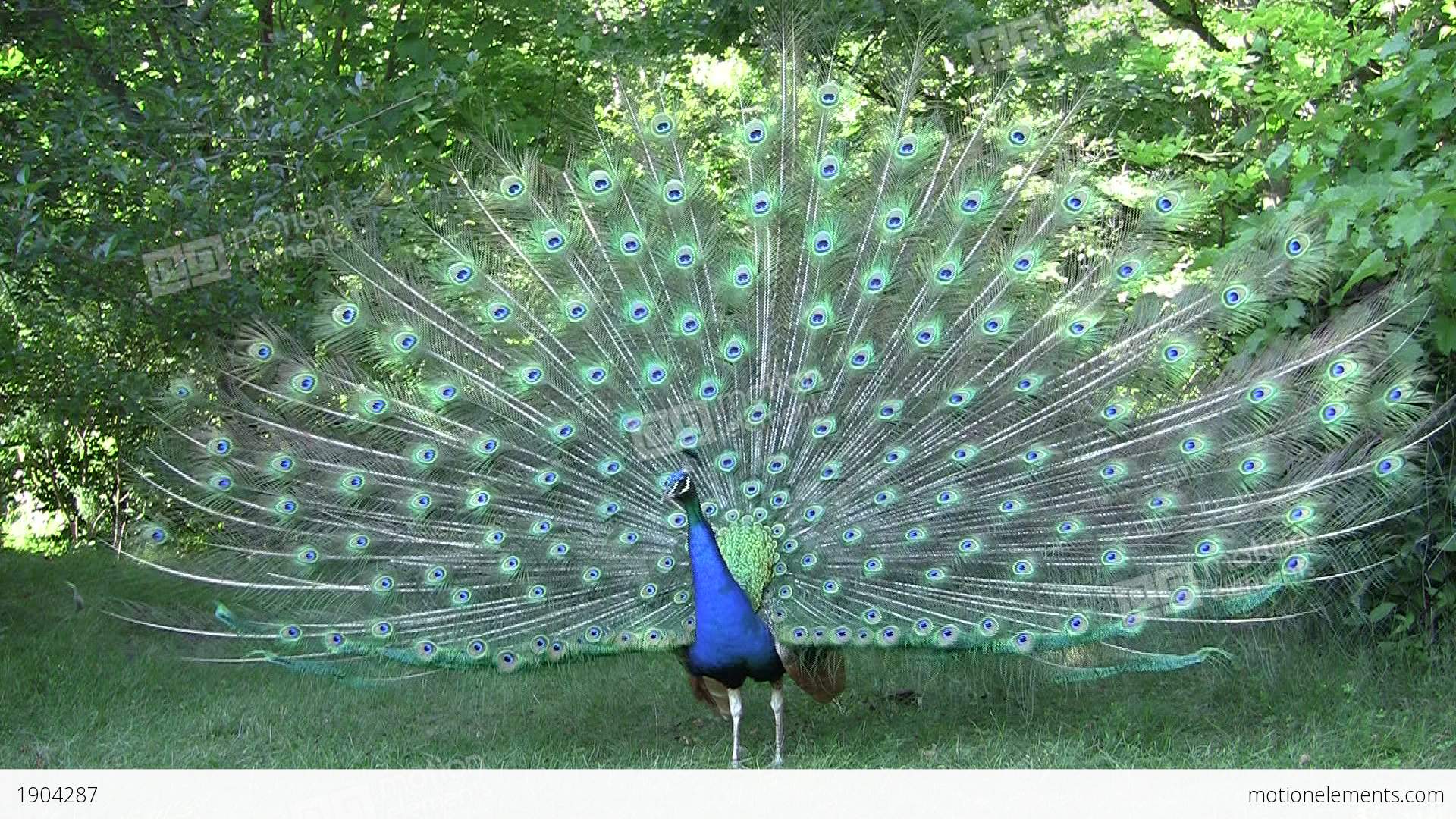 Blue Peacock Flutters Open Feathers Stock video footage | 1904287