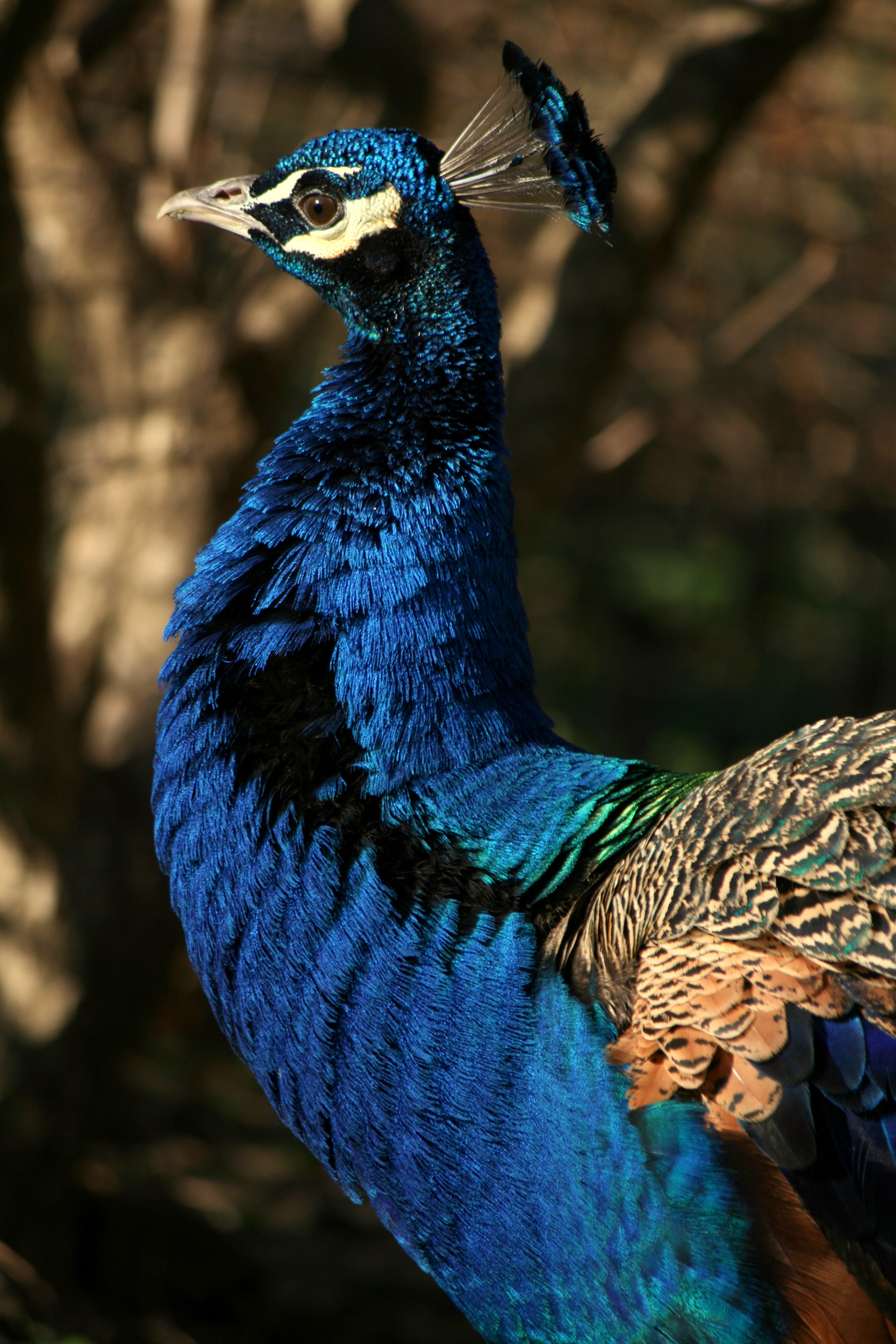 File:Brilliant Blue Peacock.jpg - Wikimedia Commons