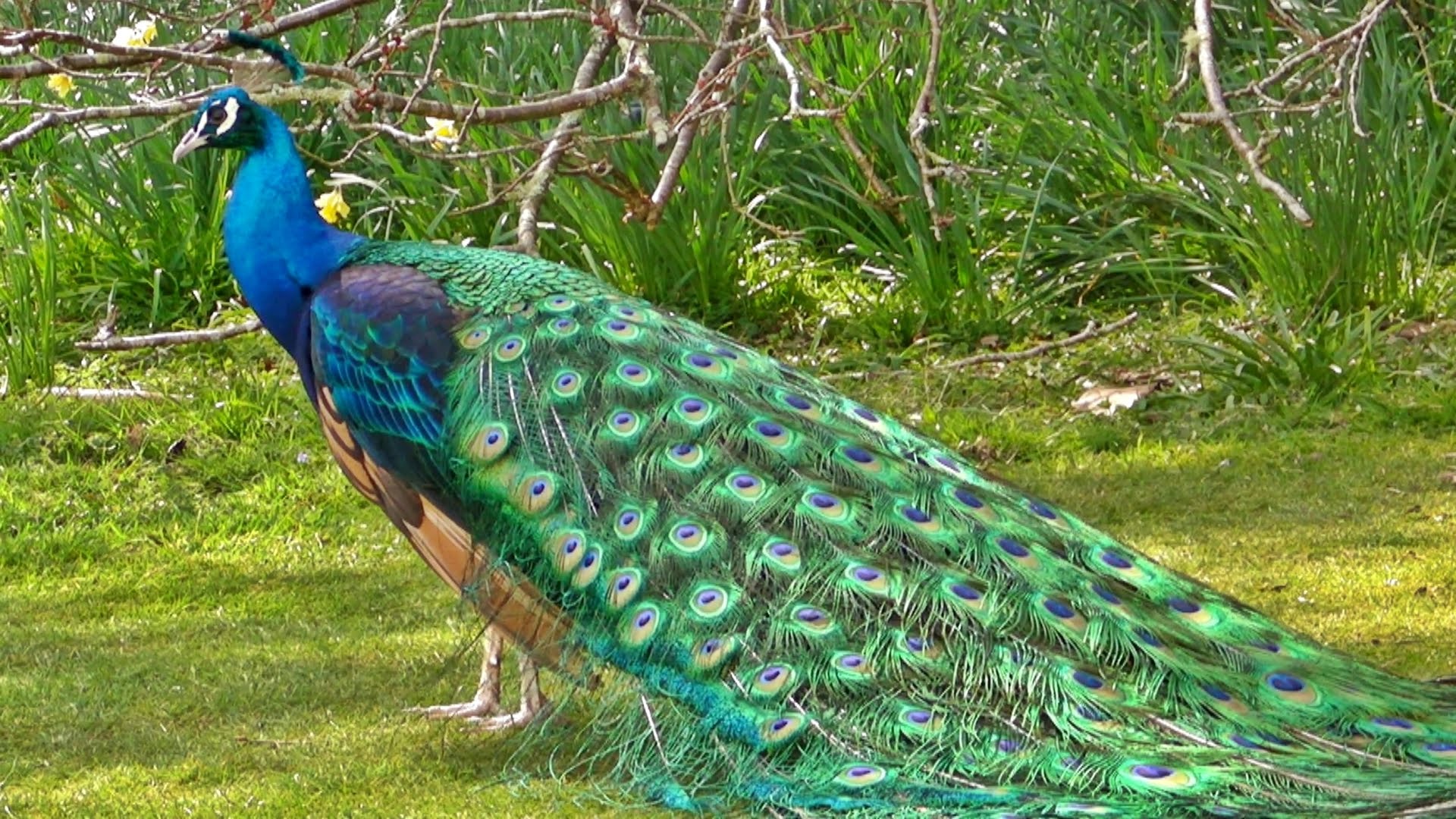Peacock in All its Glory - मोर - الطاووس - YouTube