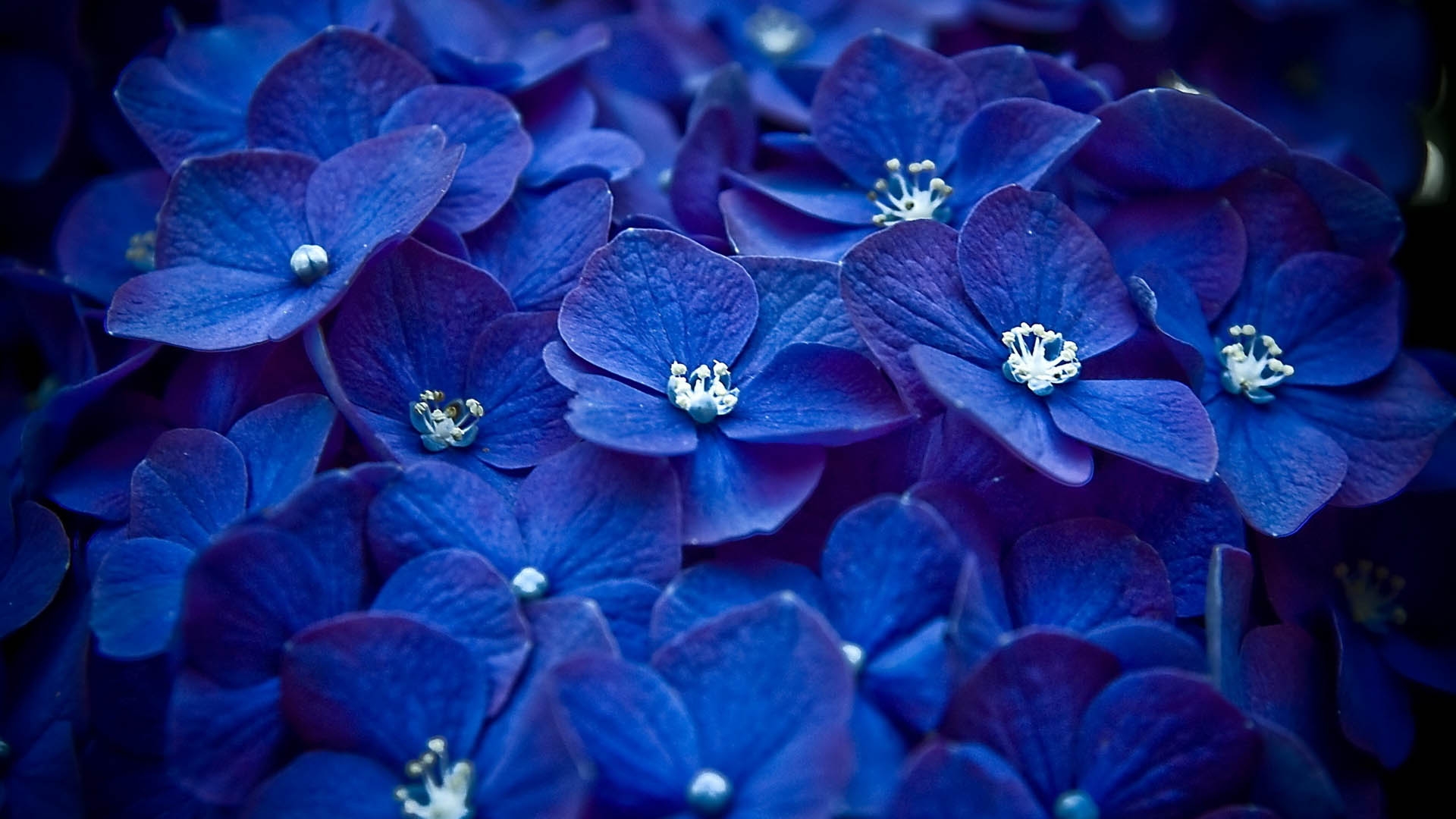 Download Wallpaper 1920x1080 flowers, blue, petals, pollen, close-up ...