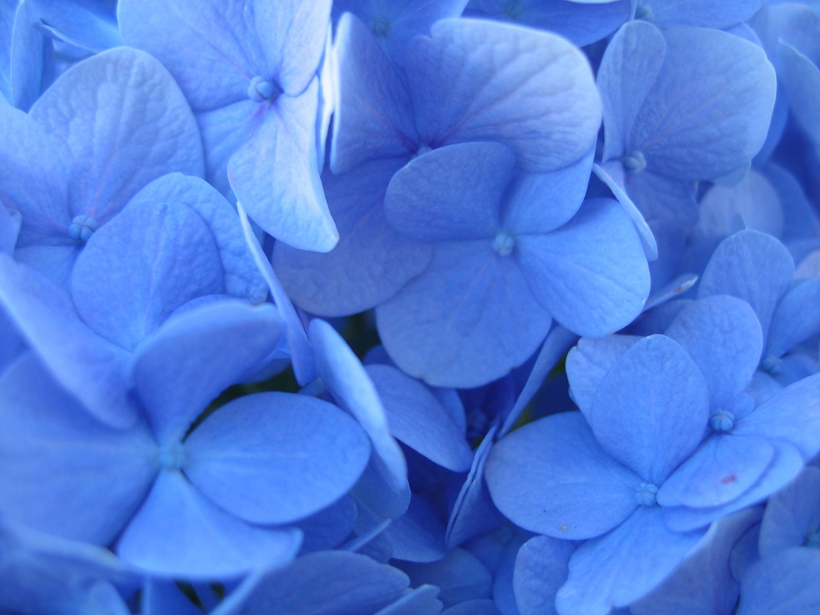 Big-Leaf Hydrangea: Hydrangea macrophylla 'Nikko Blue' [Family ...