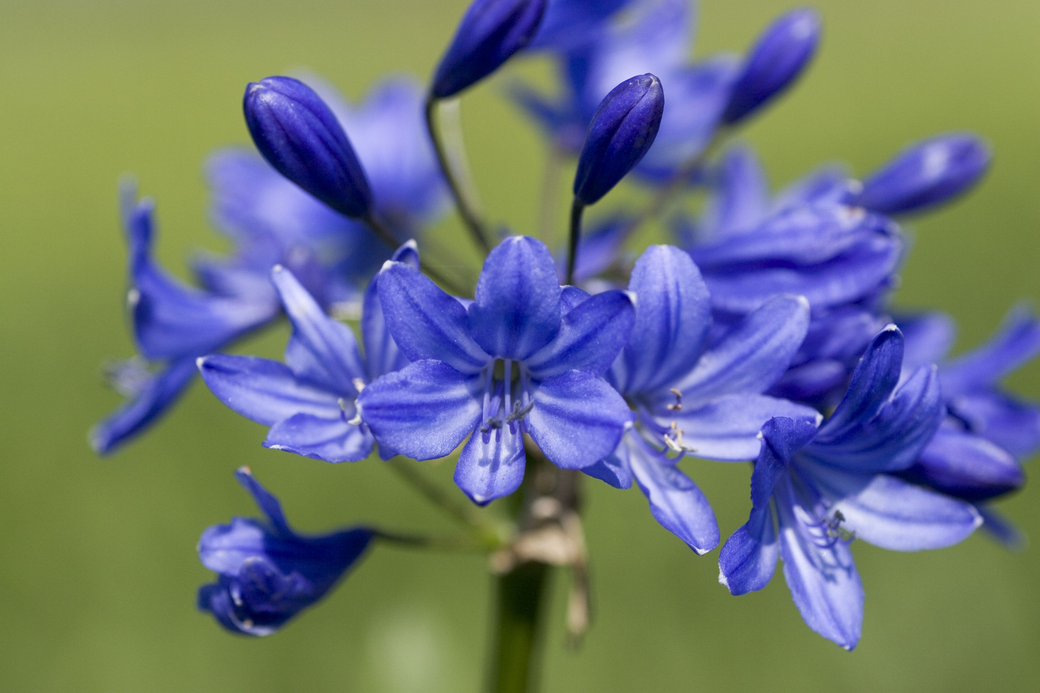 Midknight Blue® Lily of the Nile - Monrovia - Midknight Blue® Lily ...