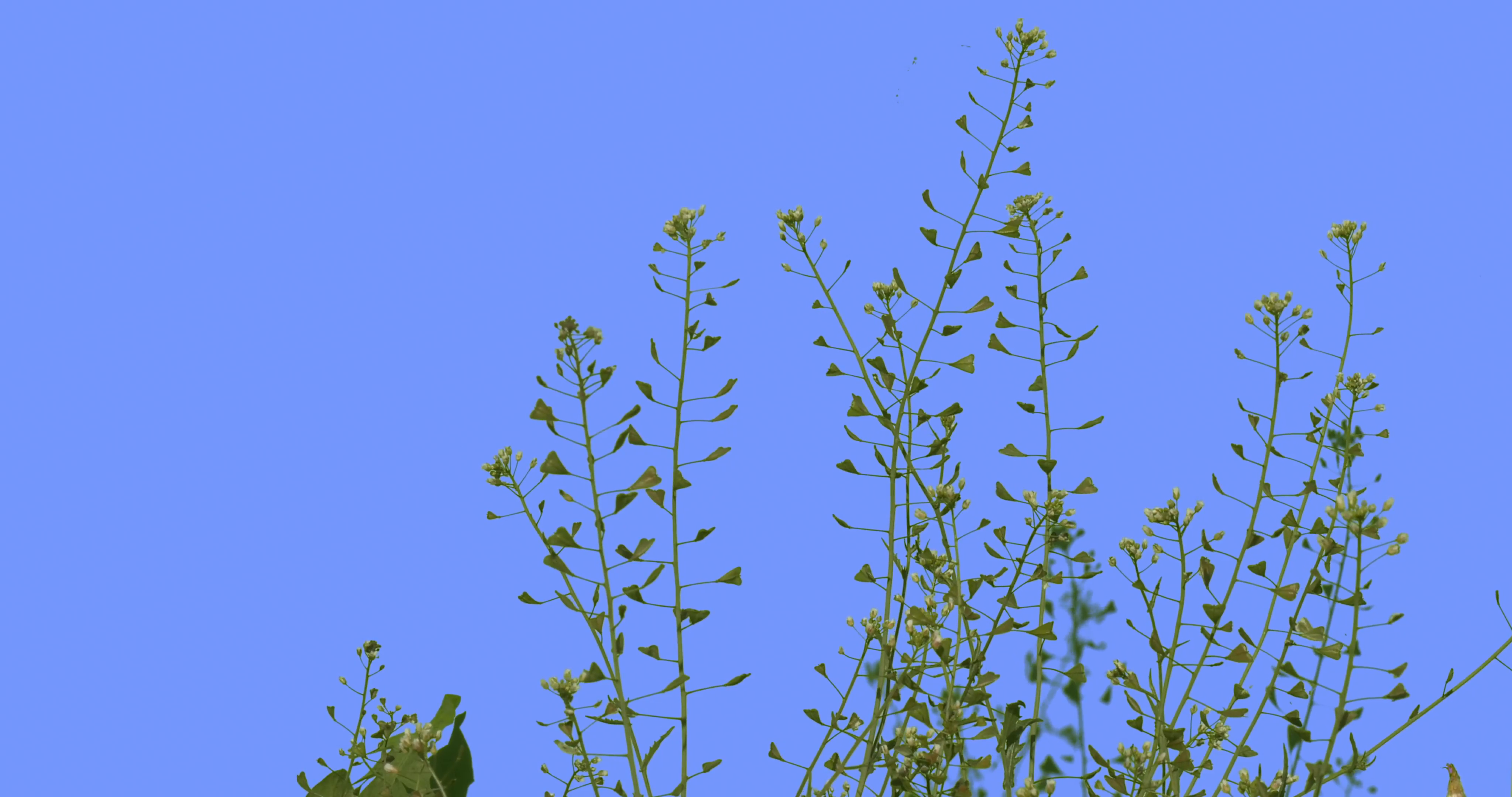 Capsella Field Grass Wild Flowers on Blue Screen Biennial Herbaceous ...