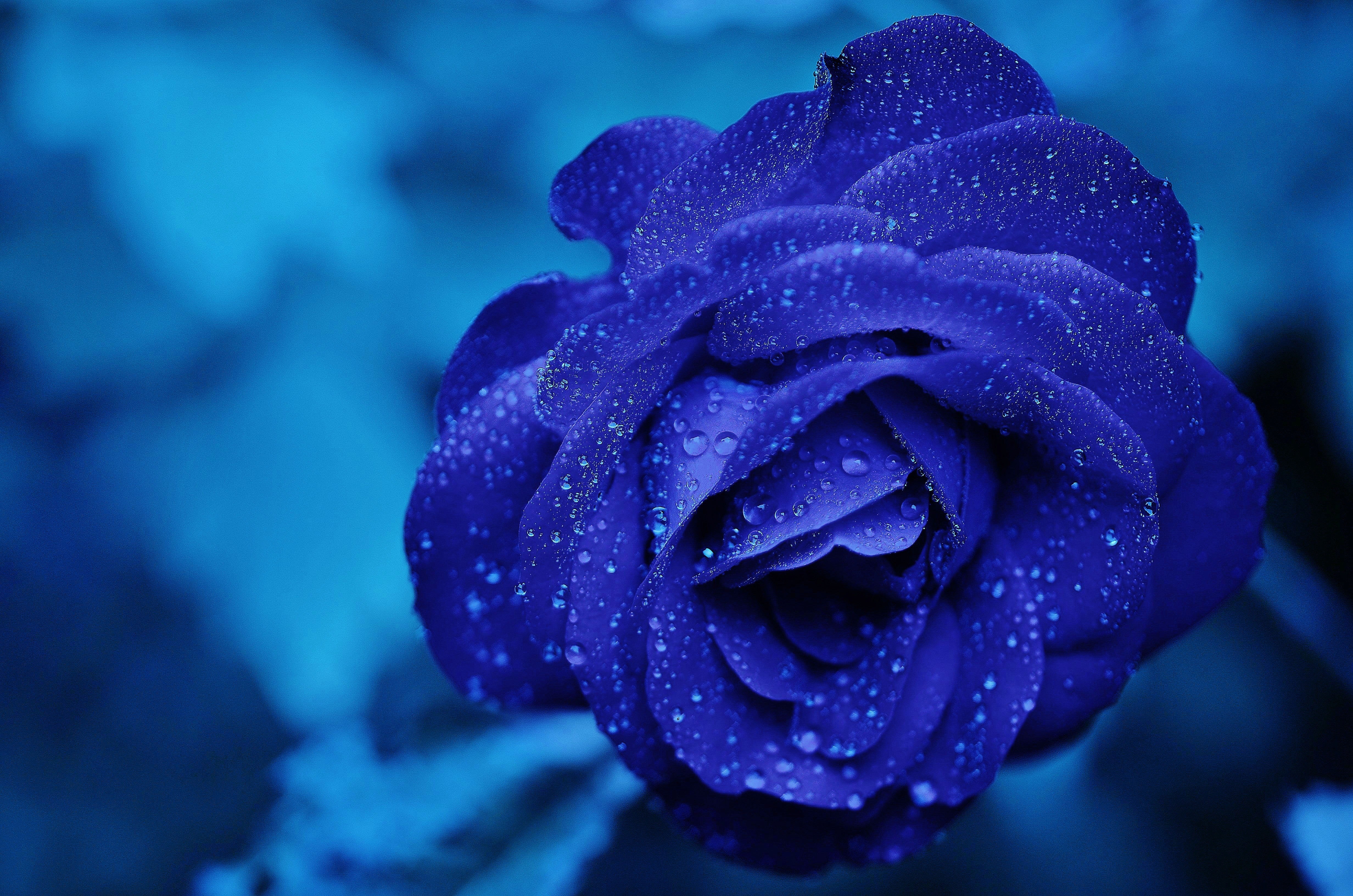 Blue rose photo