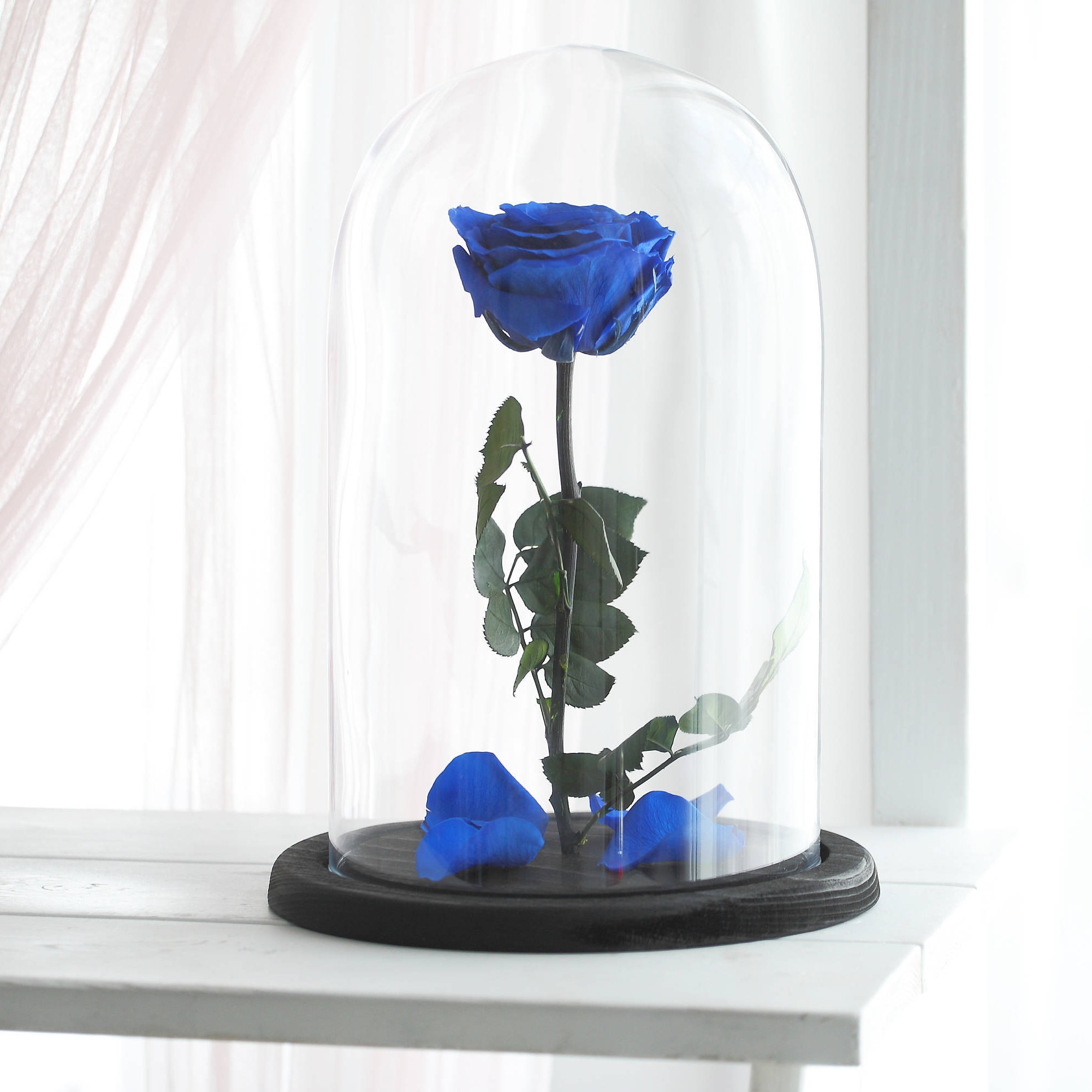 Beauty and the beast rose Large forever blue rose