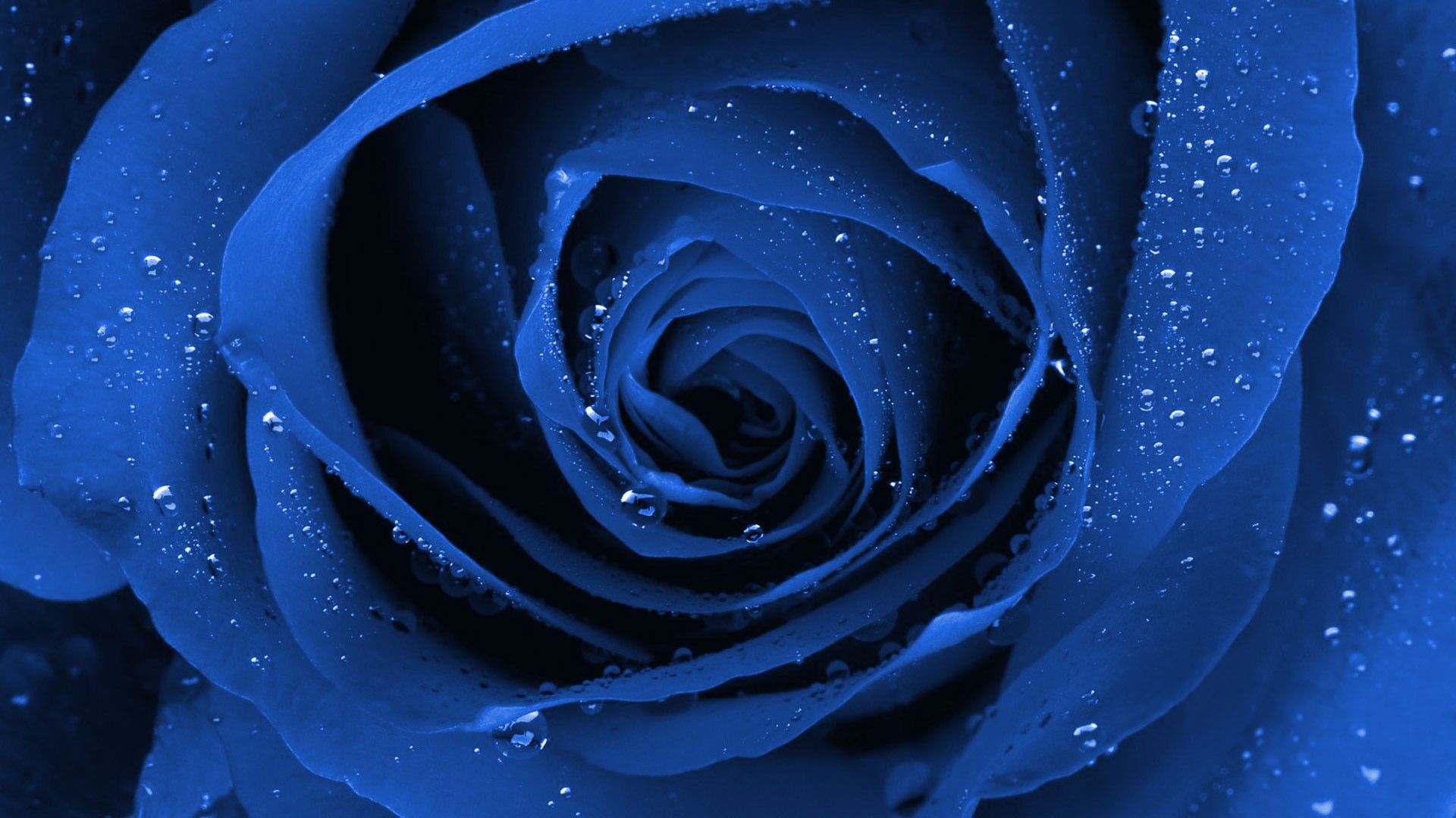 Blue rose spiral photo