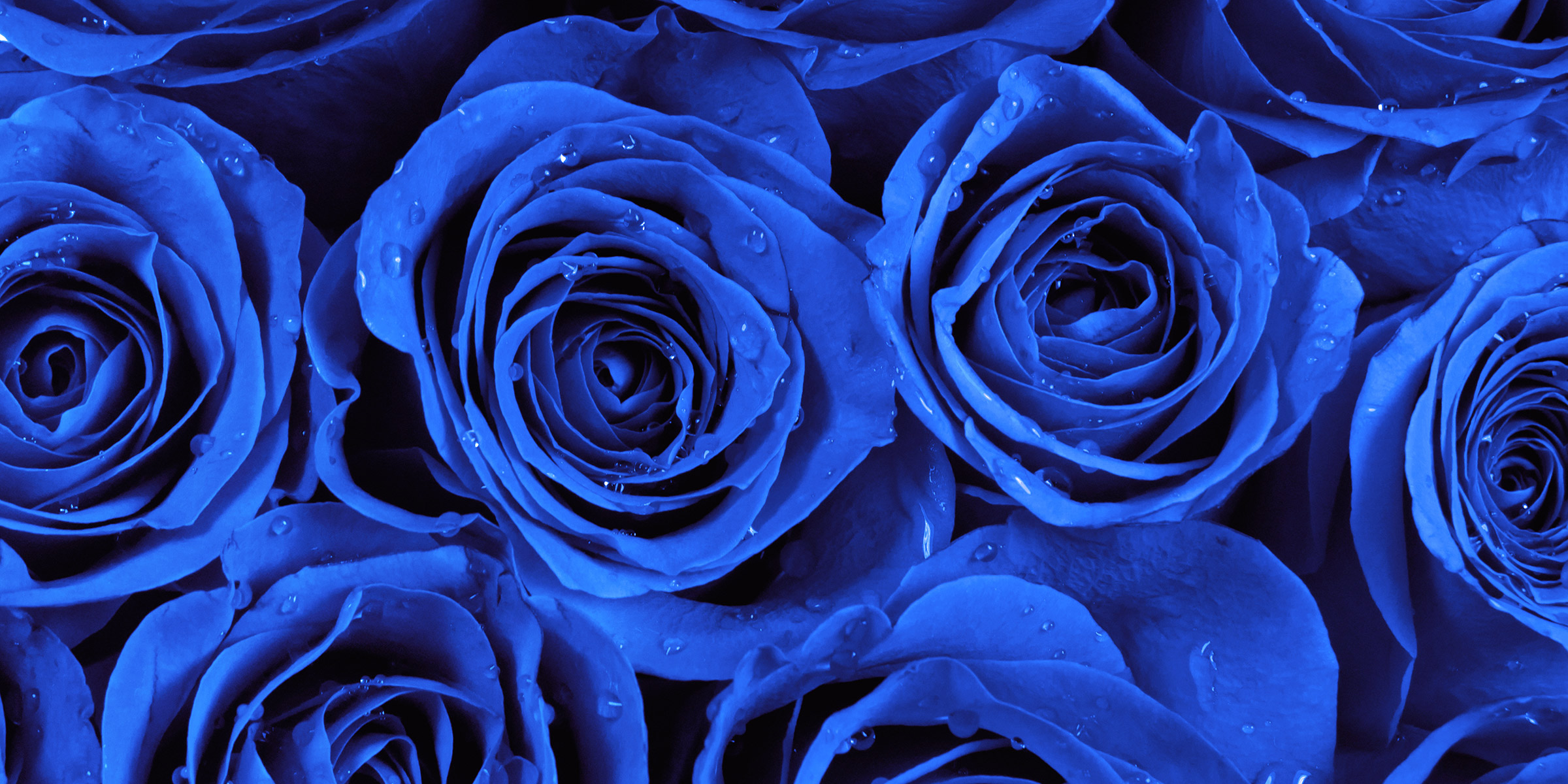 Elaines blue rose inspired engagment ring | Harriet Kelsall