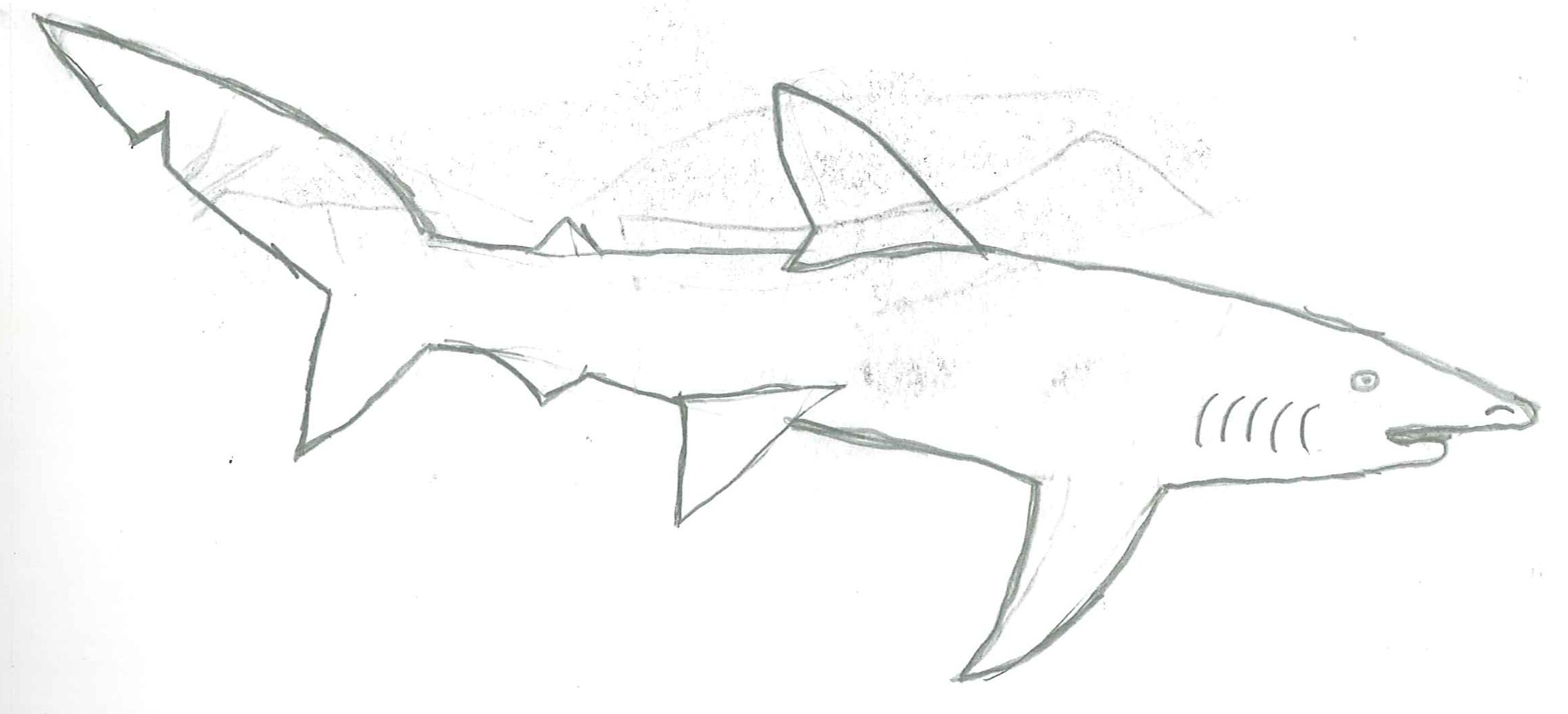 Рисунок акулы карандашом для срисовки