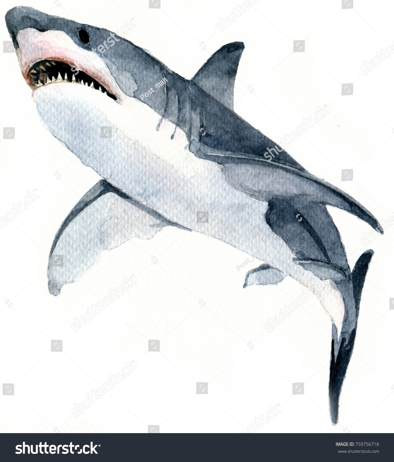 Watercolor Drawing Blue Shark Predator Swims Stock Illustration ...