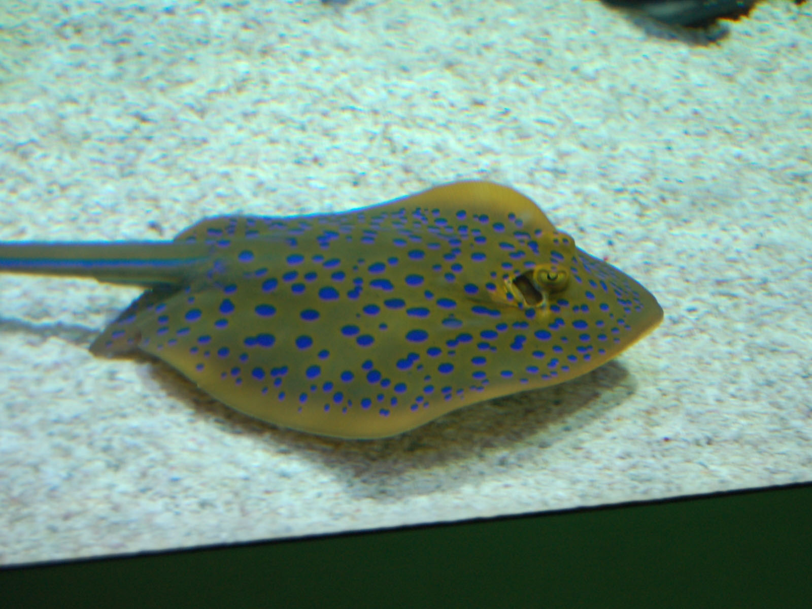The Online Zoo - Blue-spotted Stingray