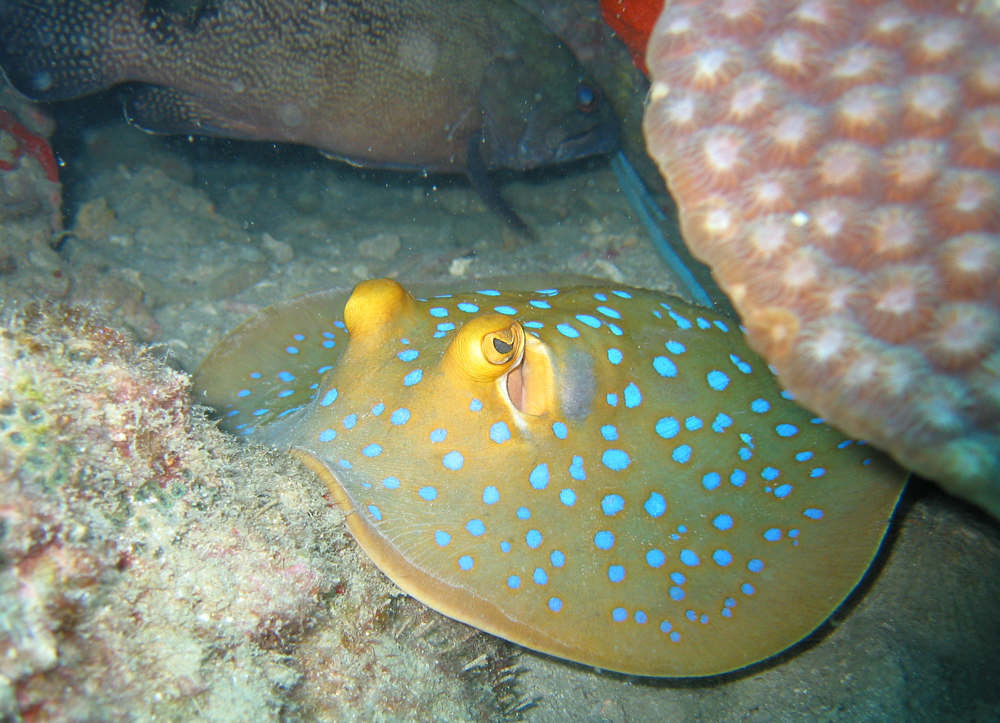File:Blue spotted stingray.jpg - Wikimedia Commons