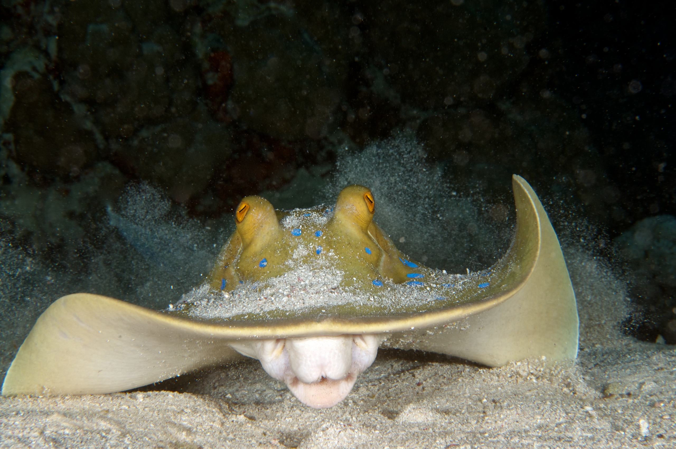 blue-spotted stingray hunting for shells | Underwater photos by ...