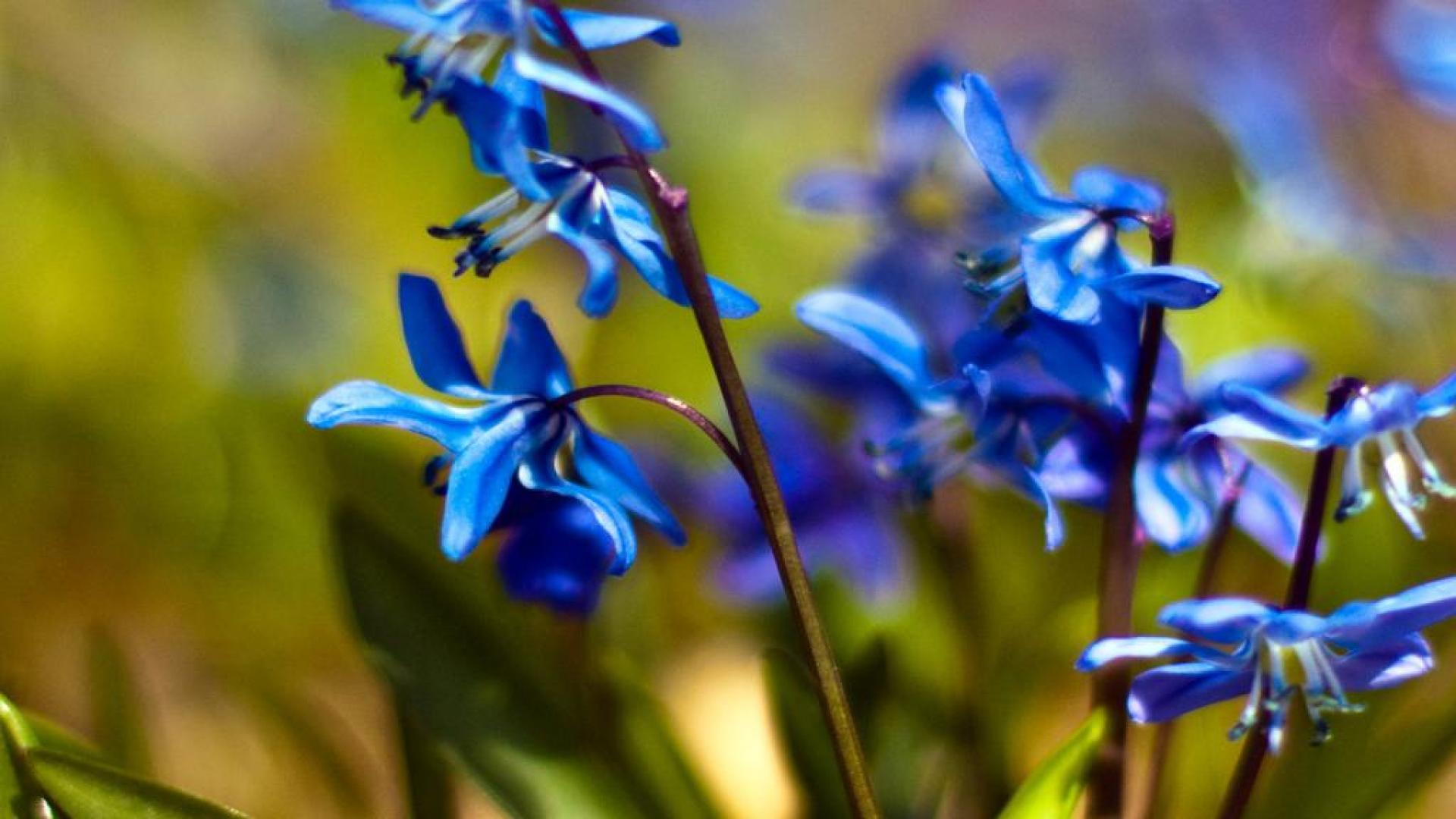 Blue Spring Flowers Desktop Backgrounsds | Saverwallpaper.com
