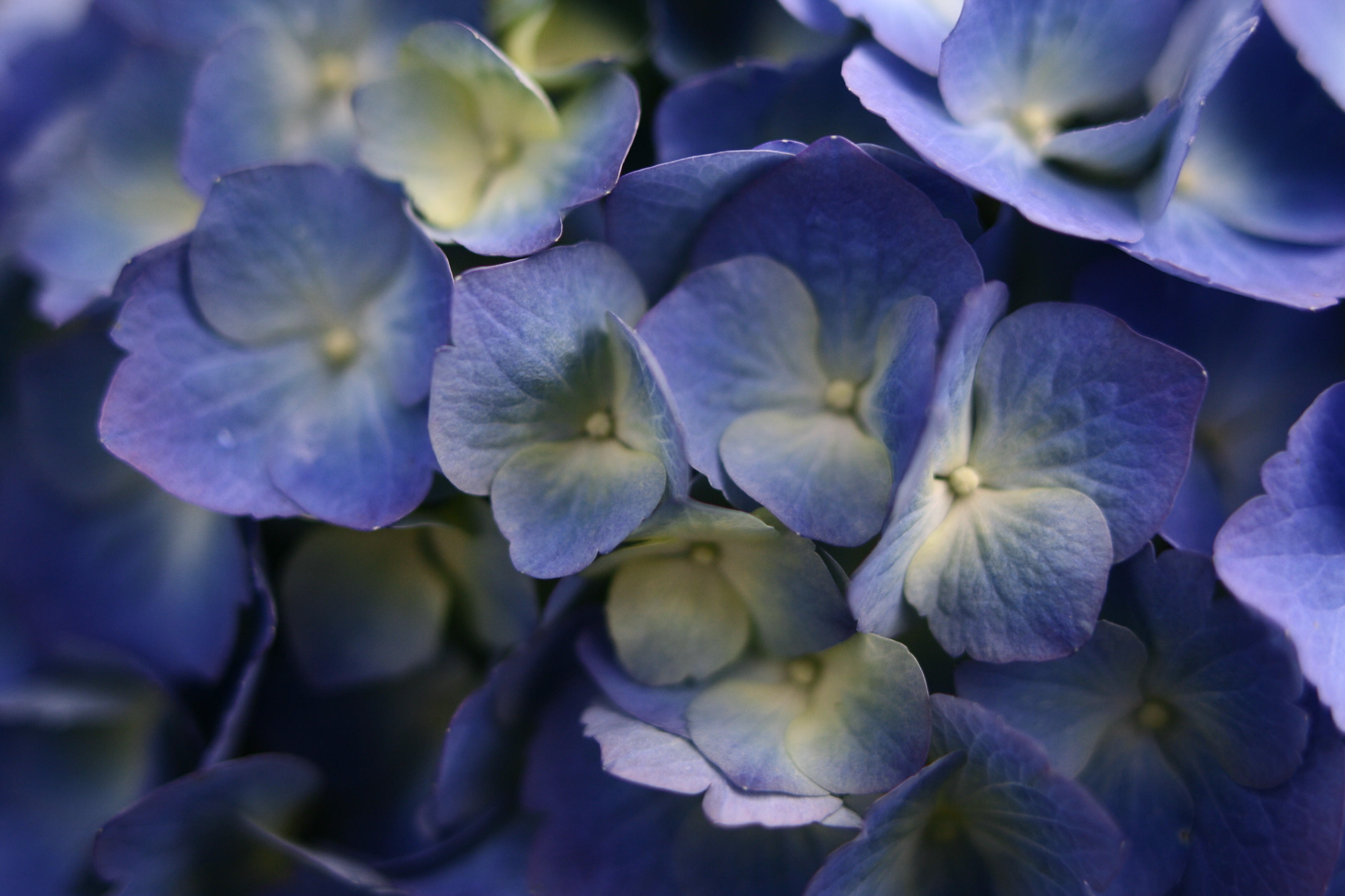 File:Blue-spring-flowers - West Virginia - ForestWander.jpg ...