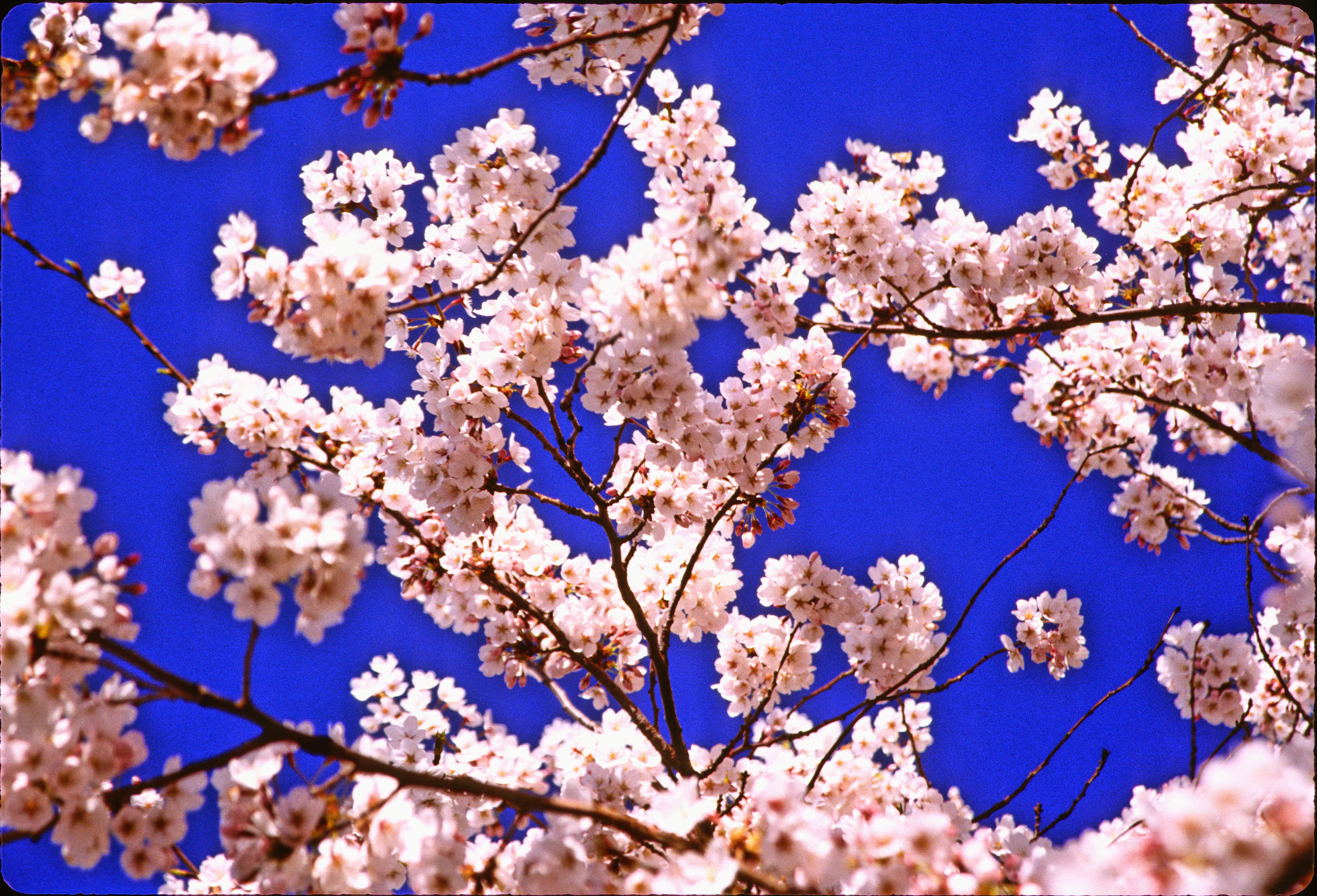 Other: Cherry Blossoms Springtime Blue Sky Spring Season Gallery for ...