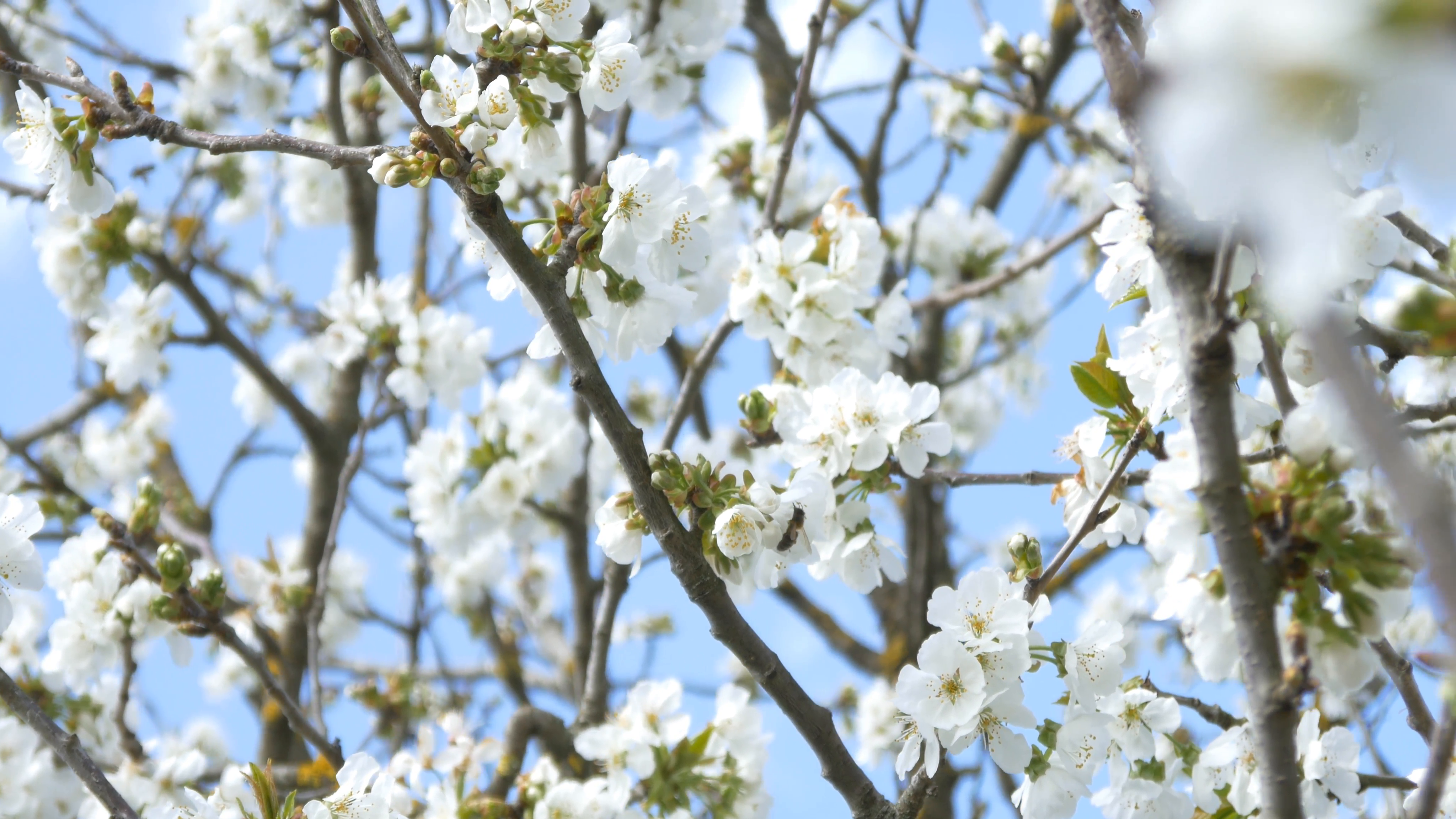cherry blossom tree branch 4k flowers spring springtime japan ...