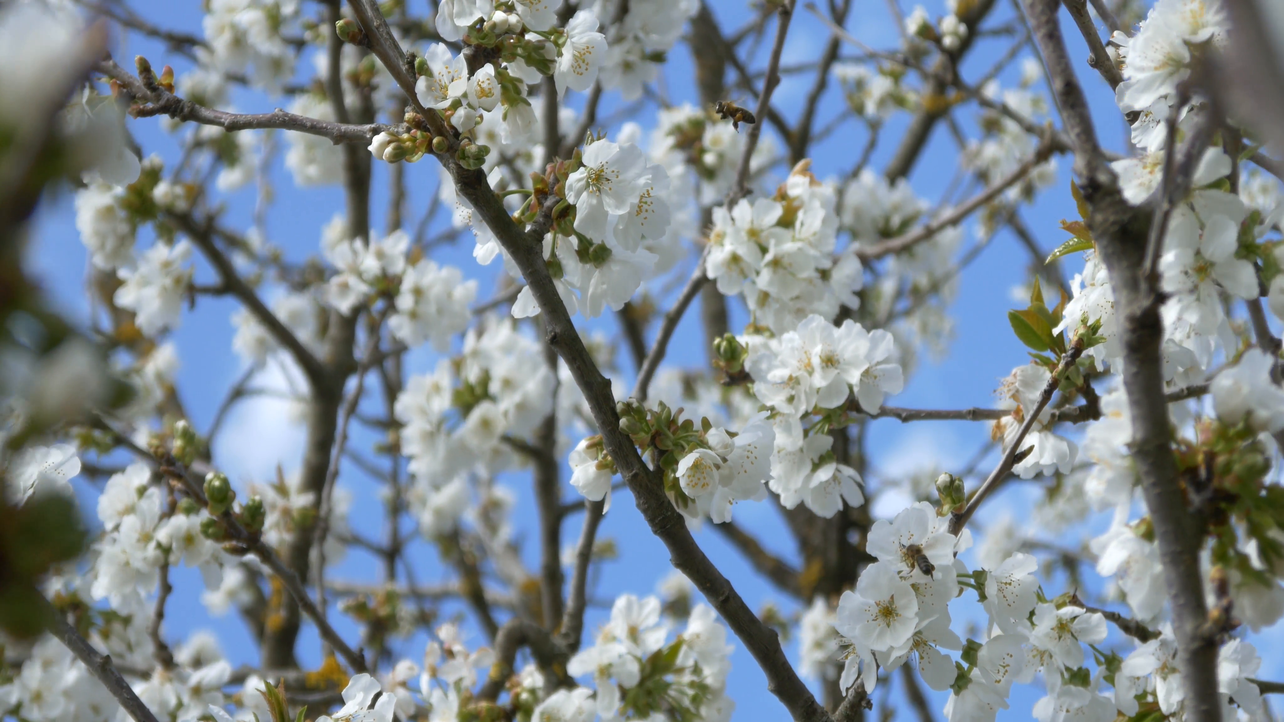 cherry blossom tree branch 4k flowers spring springtime japan ...