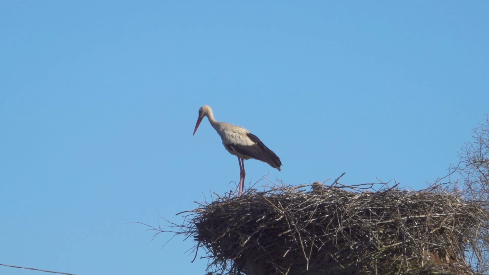 Stork standing in its nest in warm weather on Blue sky background ...