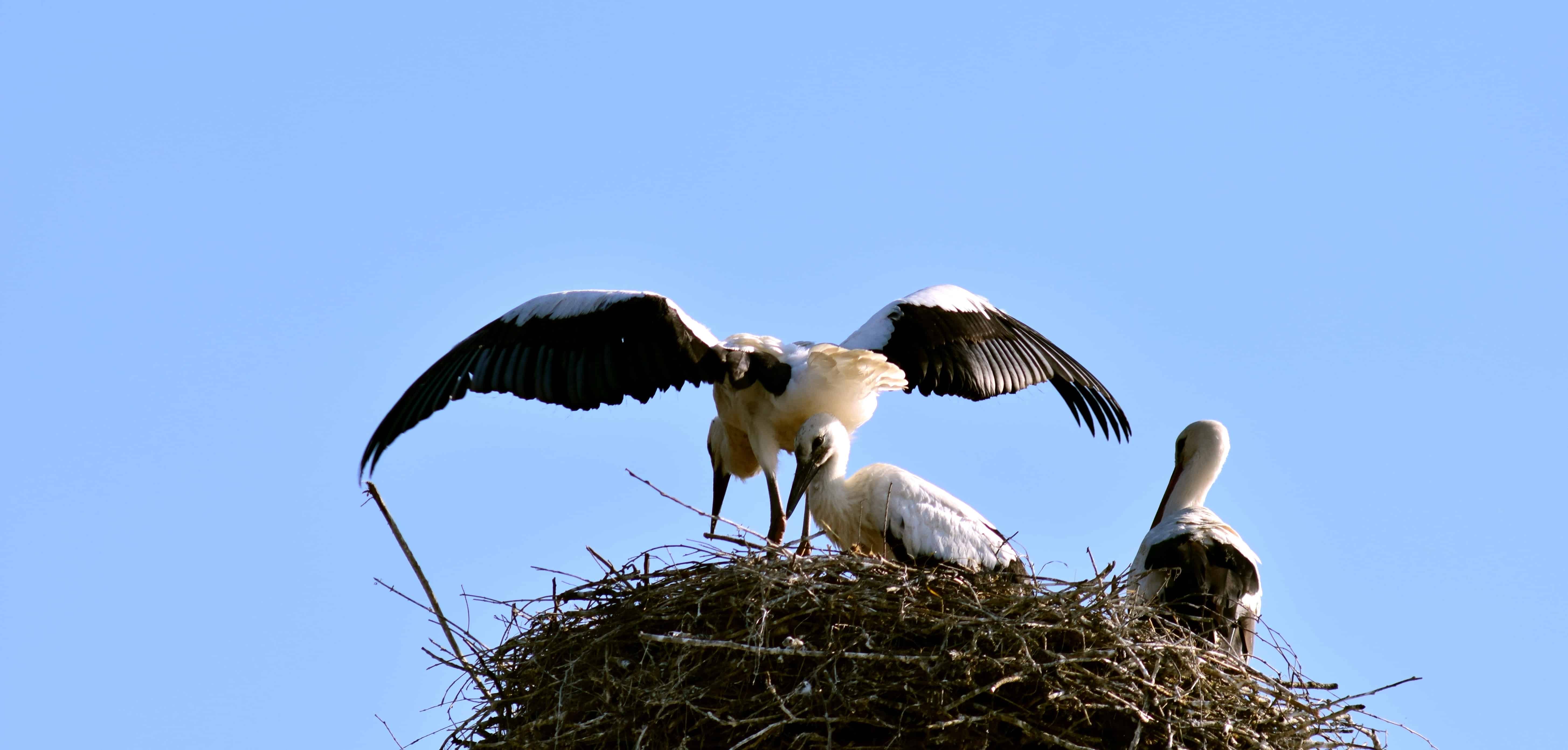 Free picture: wildlife, blue sky, nest, animal, stork, wild, bird ...