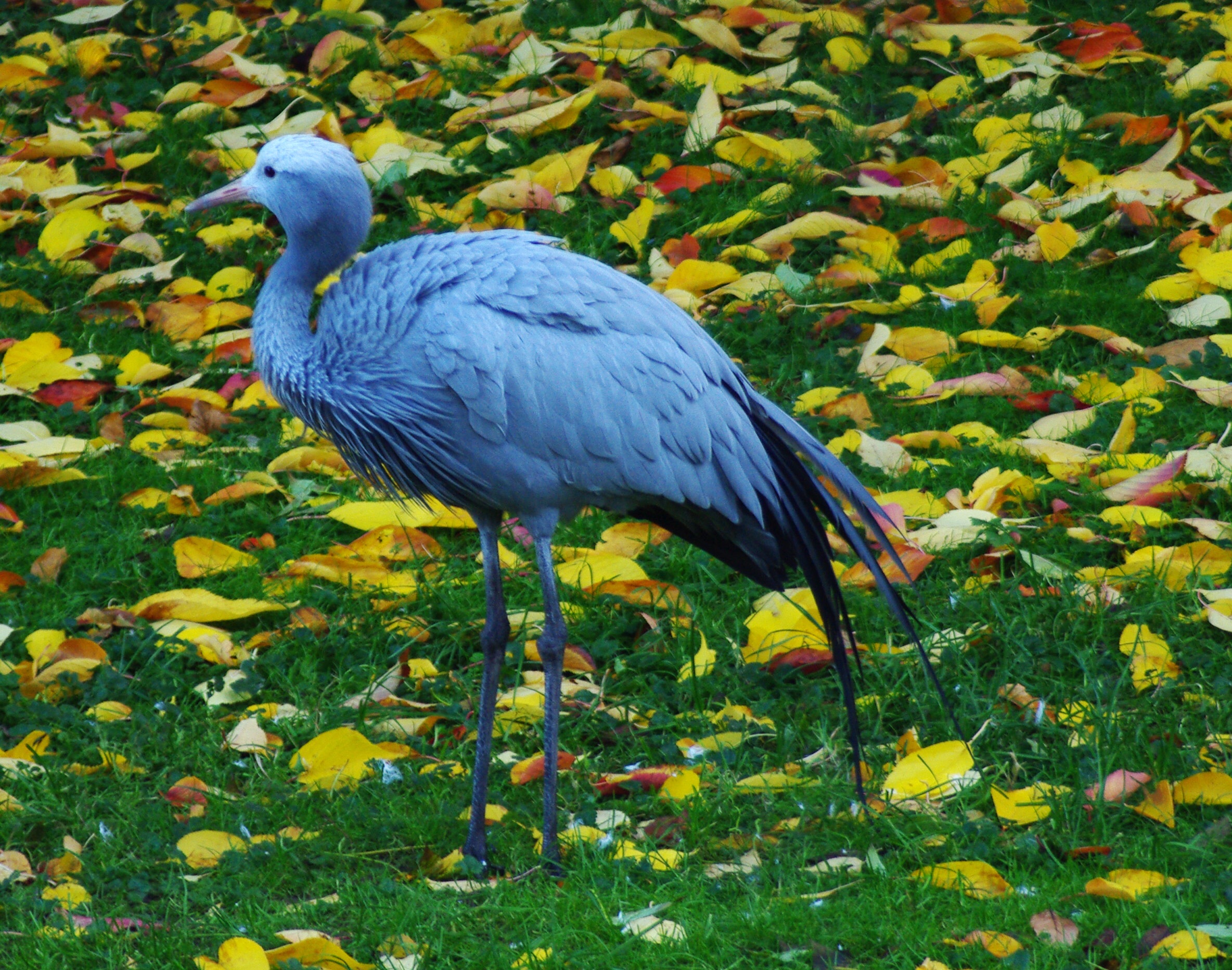 Blue stork photo