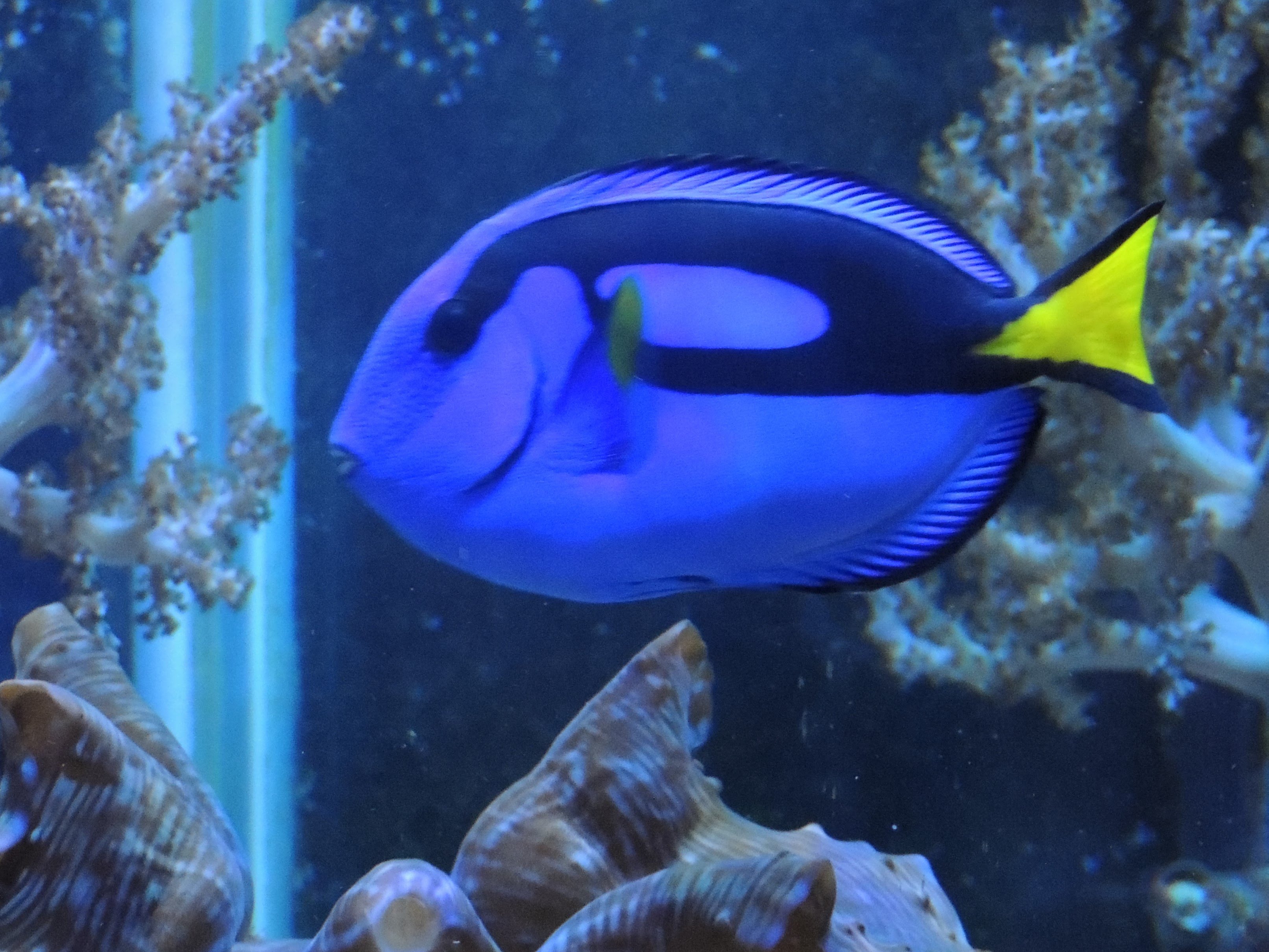 Keeping a Blue Tang in a Reef Aquarium - YouTube