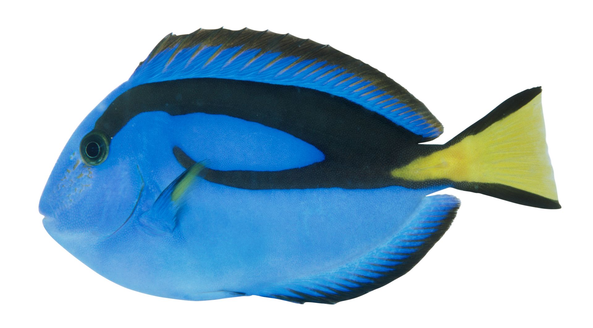 Pacific Regal Blue Tang | Blue Tang Fish Facts | DK Find Out