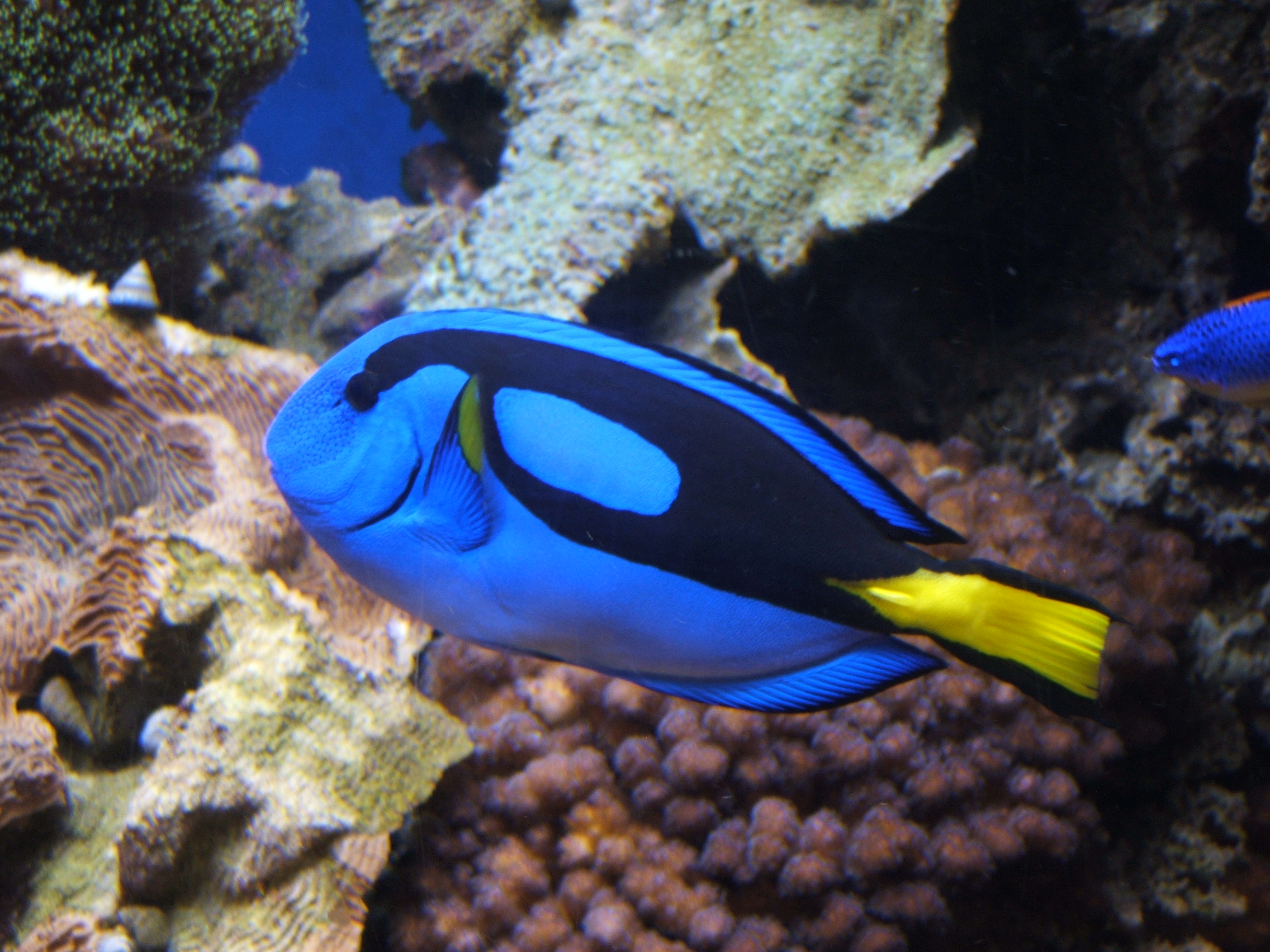 Blue Tang Fish Facts | Blue Tang Fish In The Florida Keys