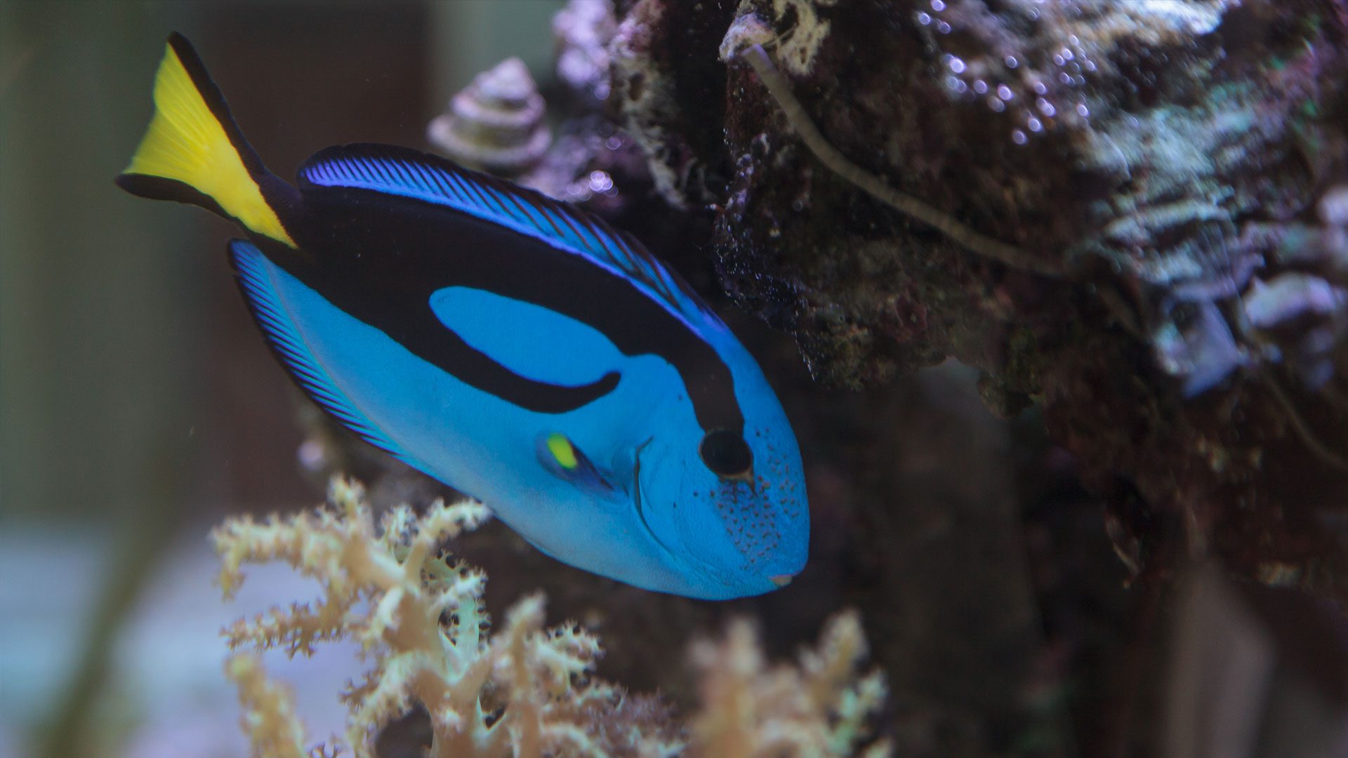 PACIFIC BLUE TANG | Paracanthurus hepatus – Rising Tide Conservation