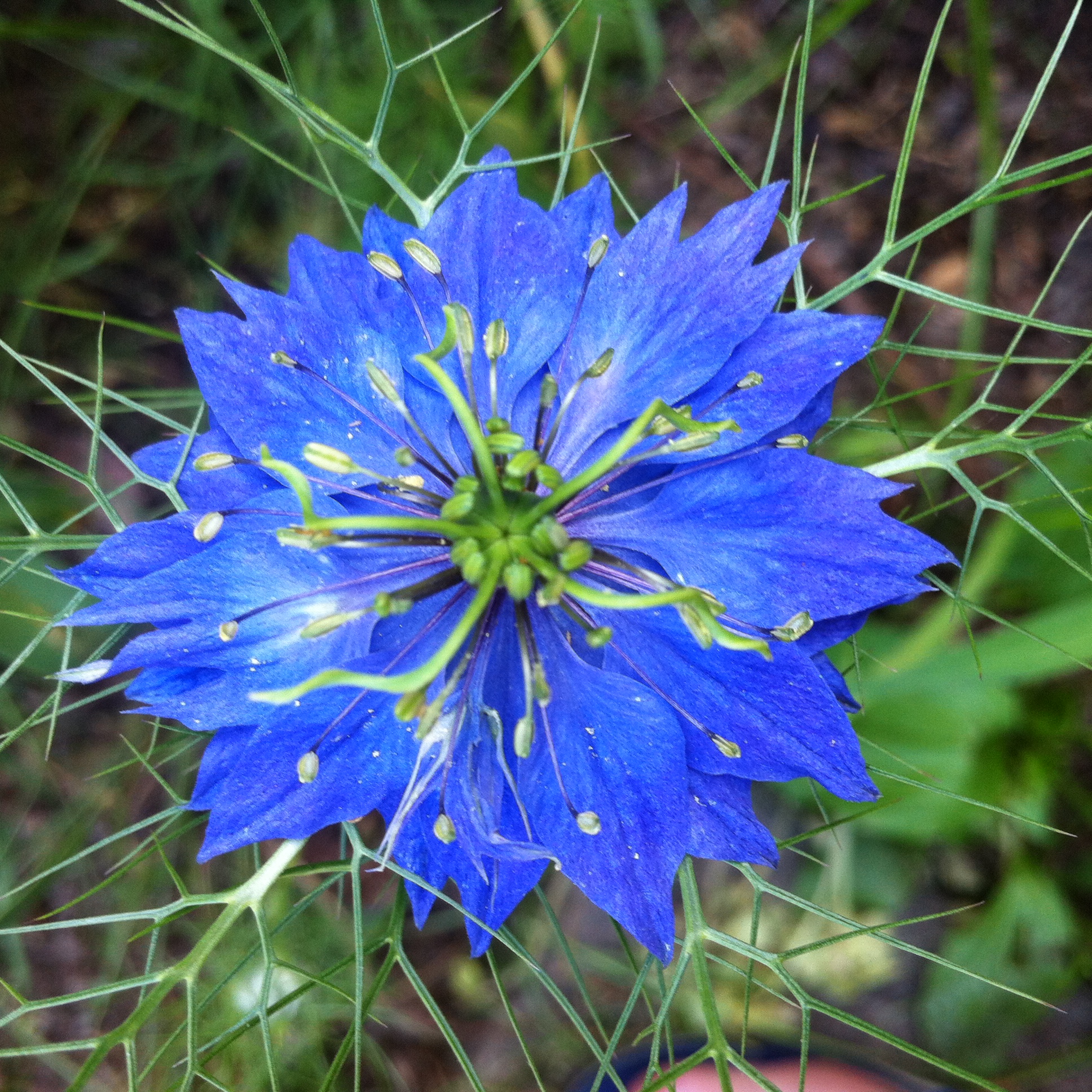 Wildflower Blue | Malmaxa. Another View, of True ©.