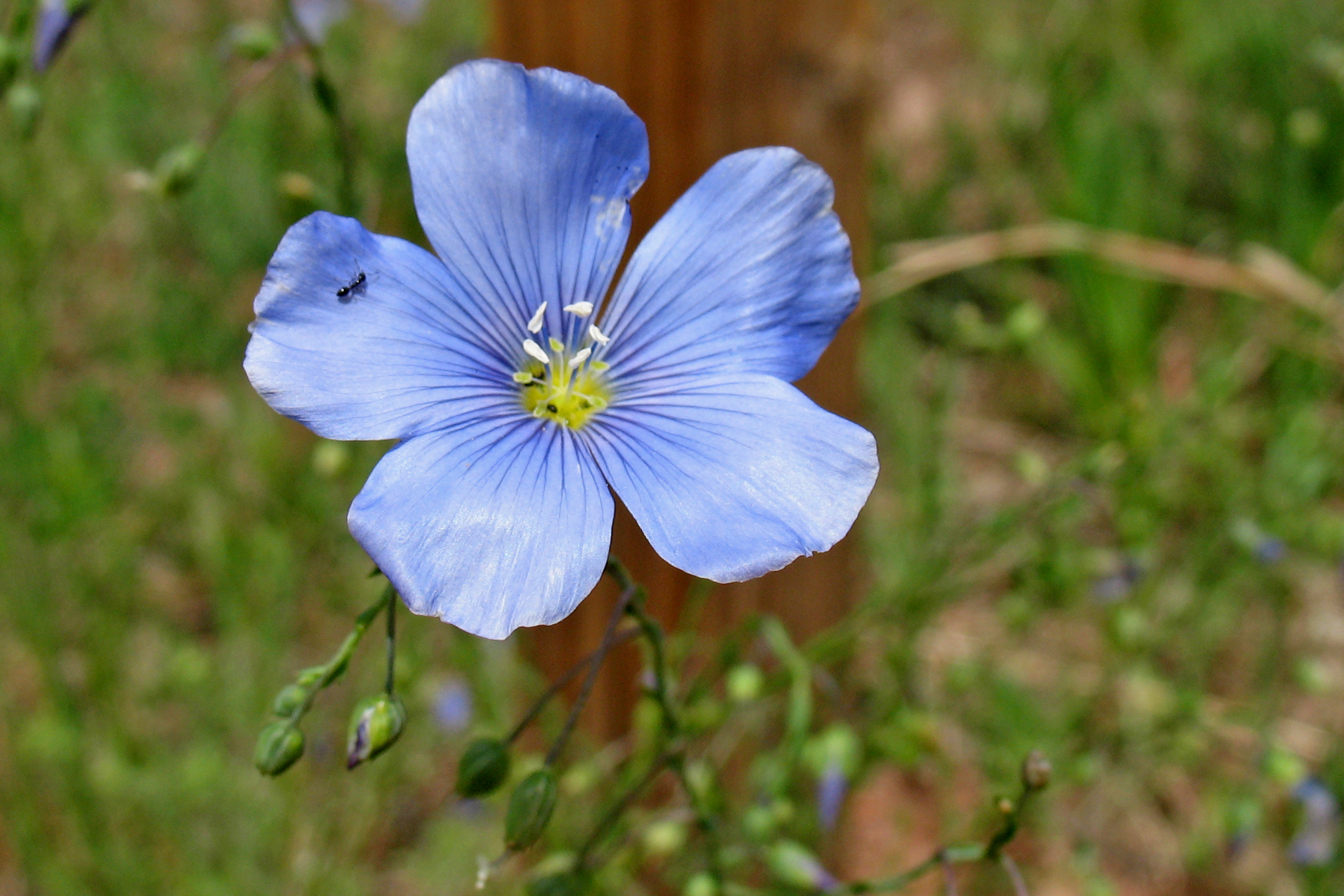 Colorado wildflowers search results Search: blue