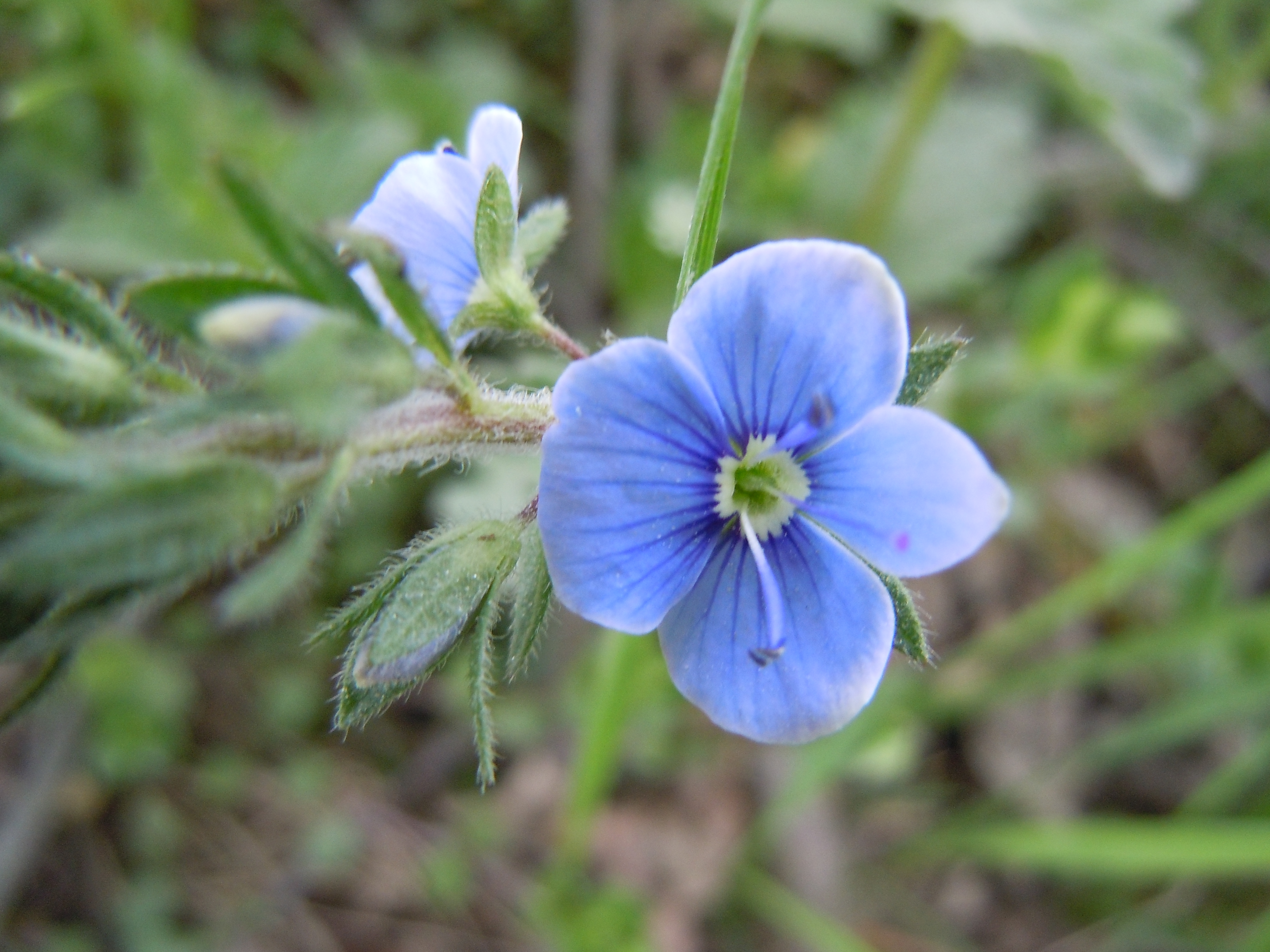 File:Romanian Flora - Wild blue flower 01.JPG - Wikimedia Commons