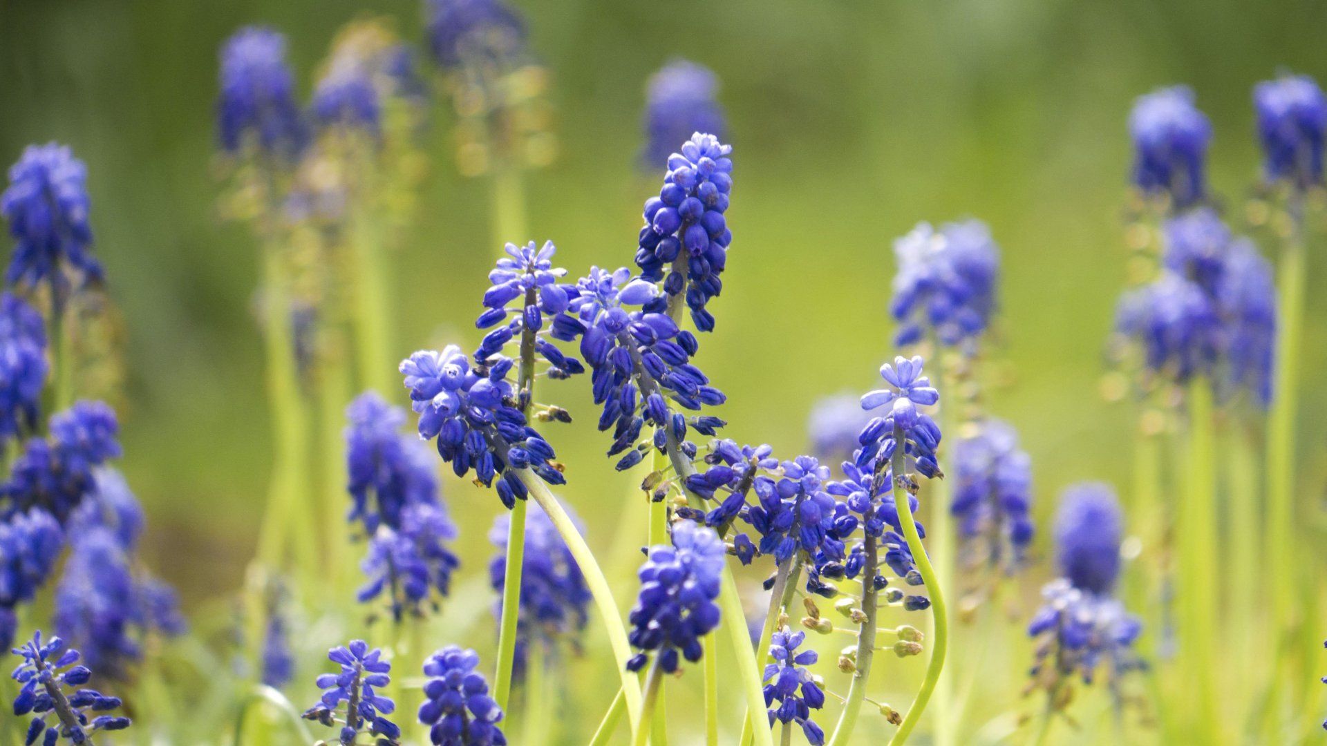 ohio wildflowers photos | Blue+Wildflowers | States of USA ...