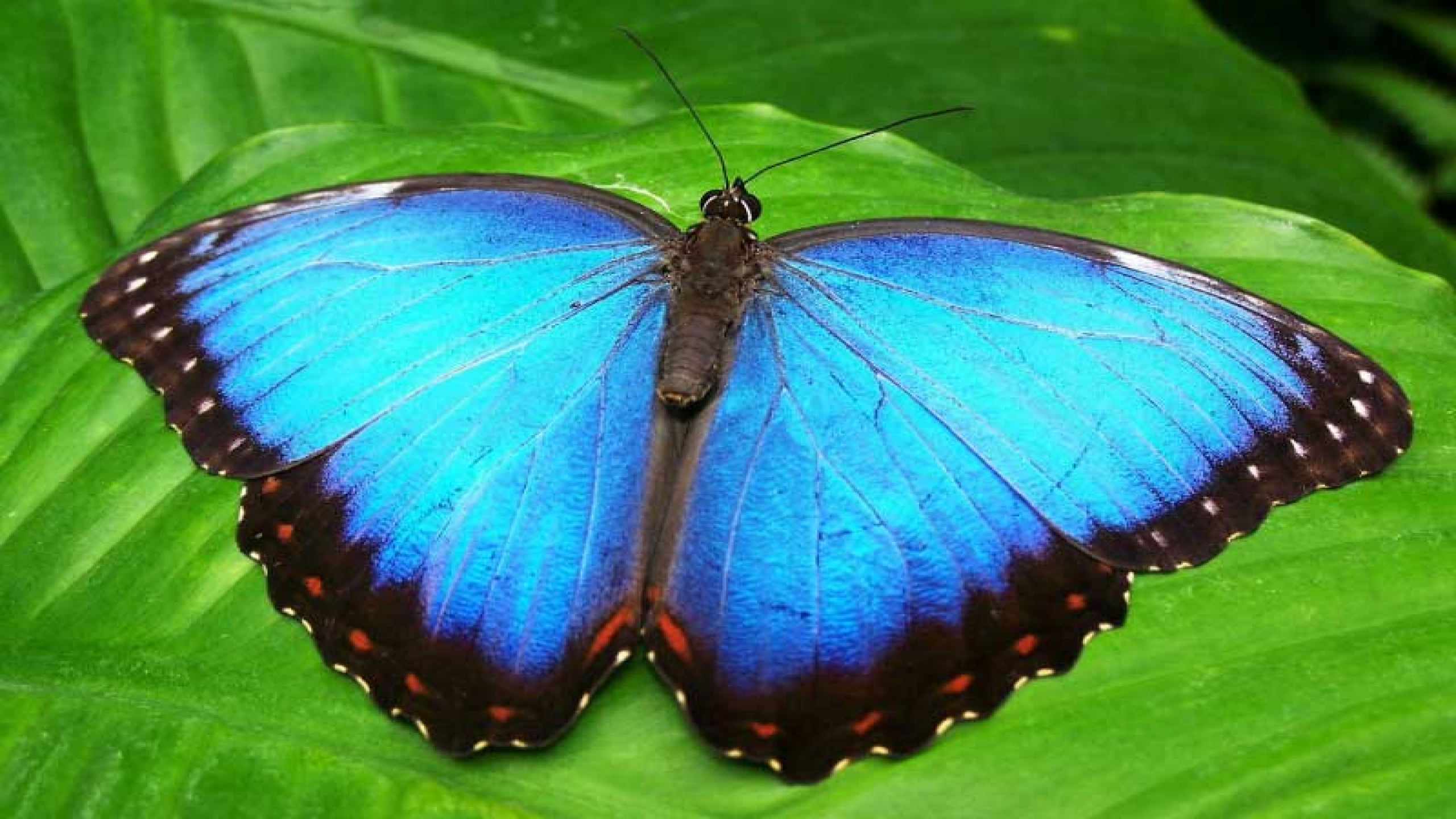 Blue morpho butterfly nanotech security