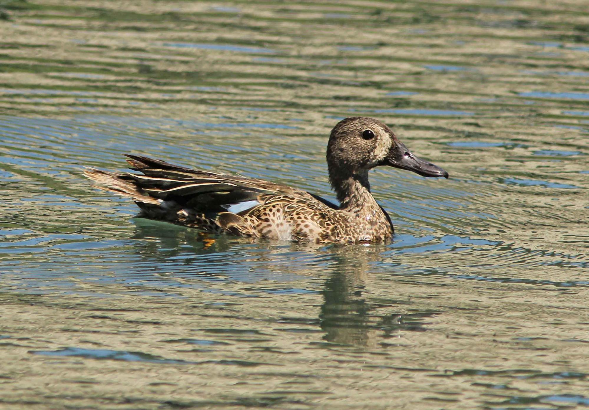 Blue-winged Teal (Spatula discors) An eclipse male swimming on a ...