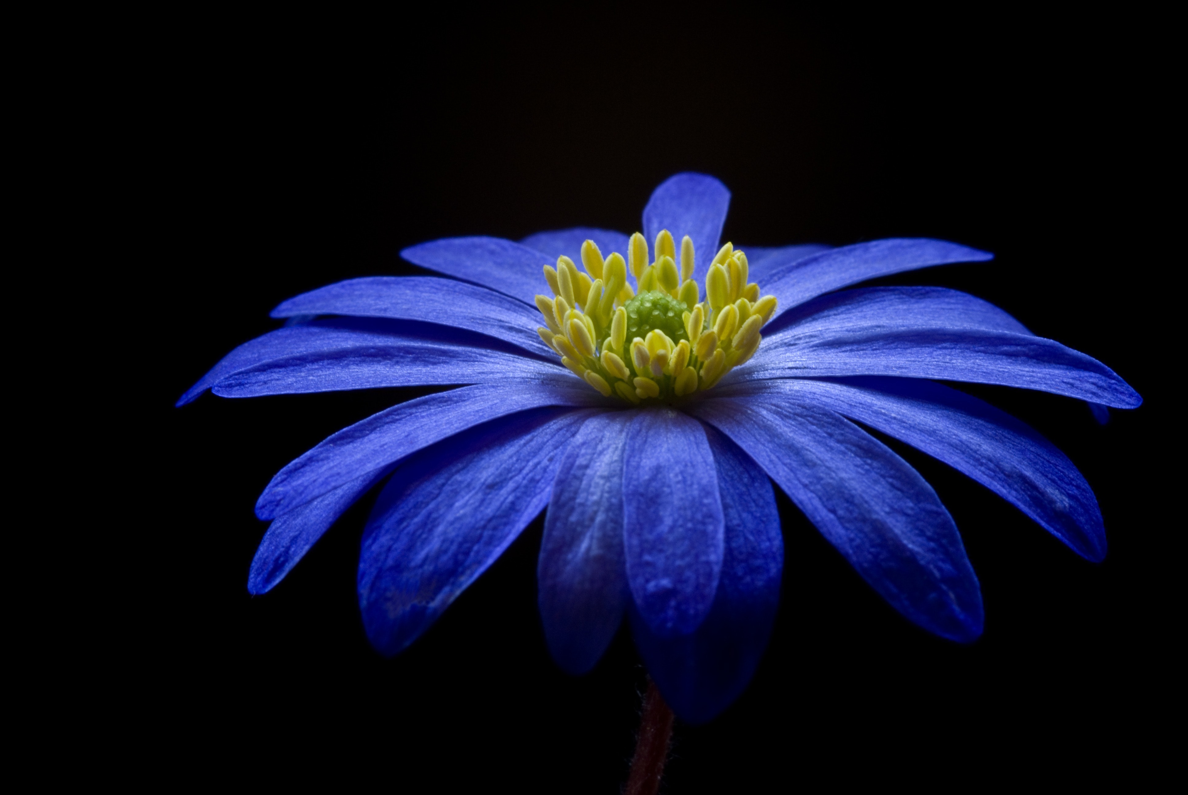 Blue yellow petaled flower photo