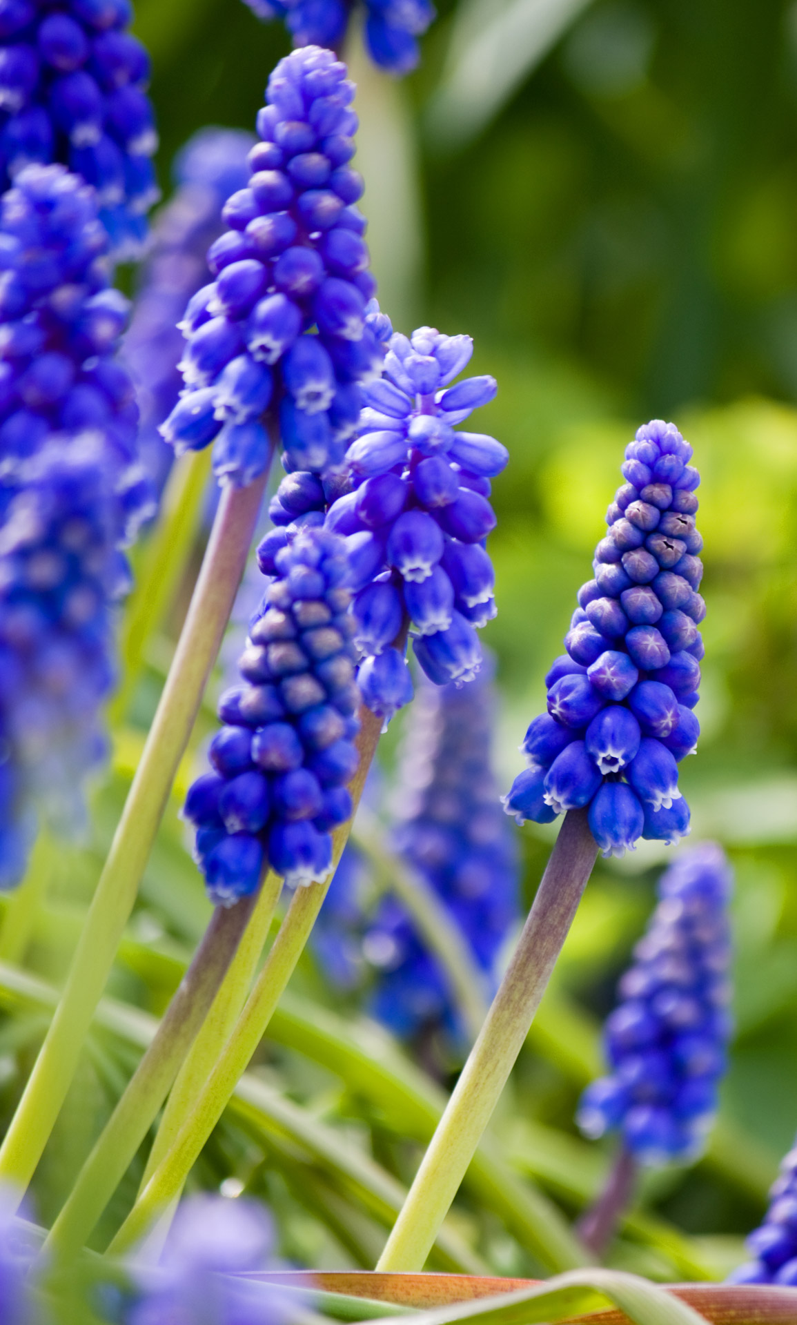 Bluebell Flowers Close-up Free Stock Photo - Public Domain Pictures