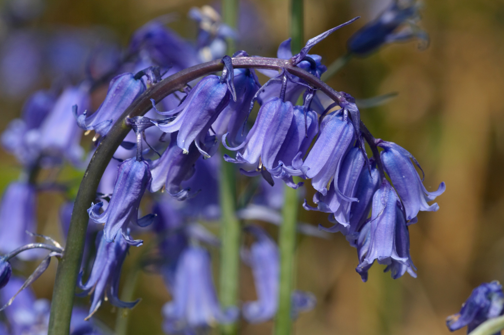 Bluebell Flowers | Flowers | Wildlife | Photography By Martin Eager ...