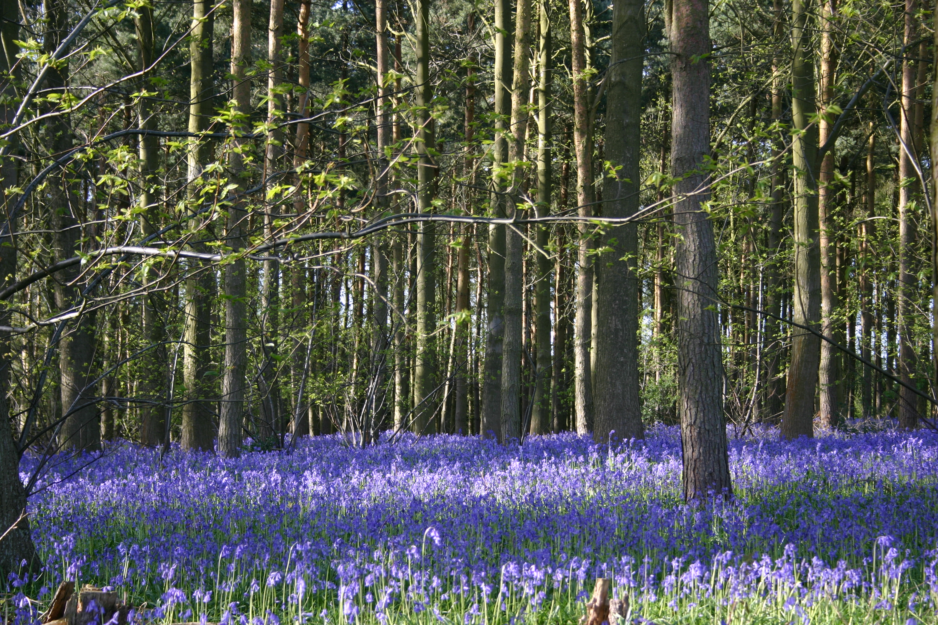 Woodland Bluebell Walk | S&D Falconry